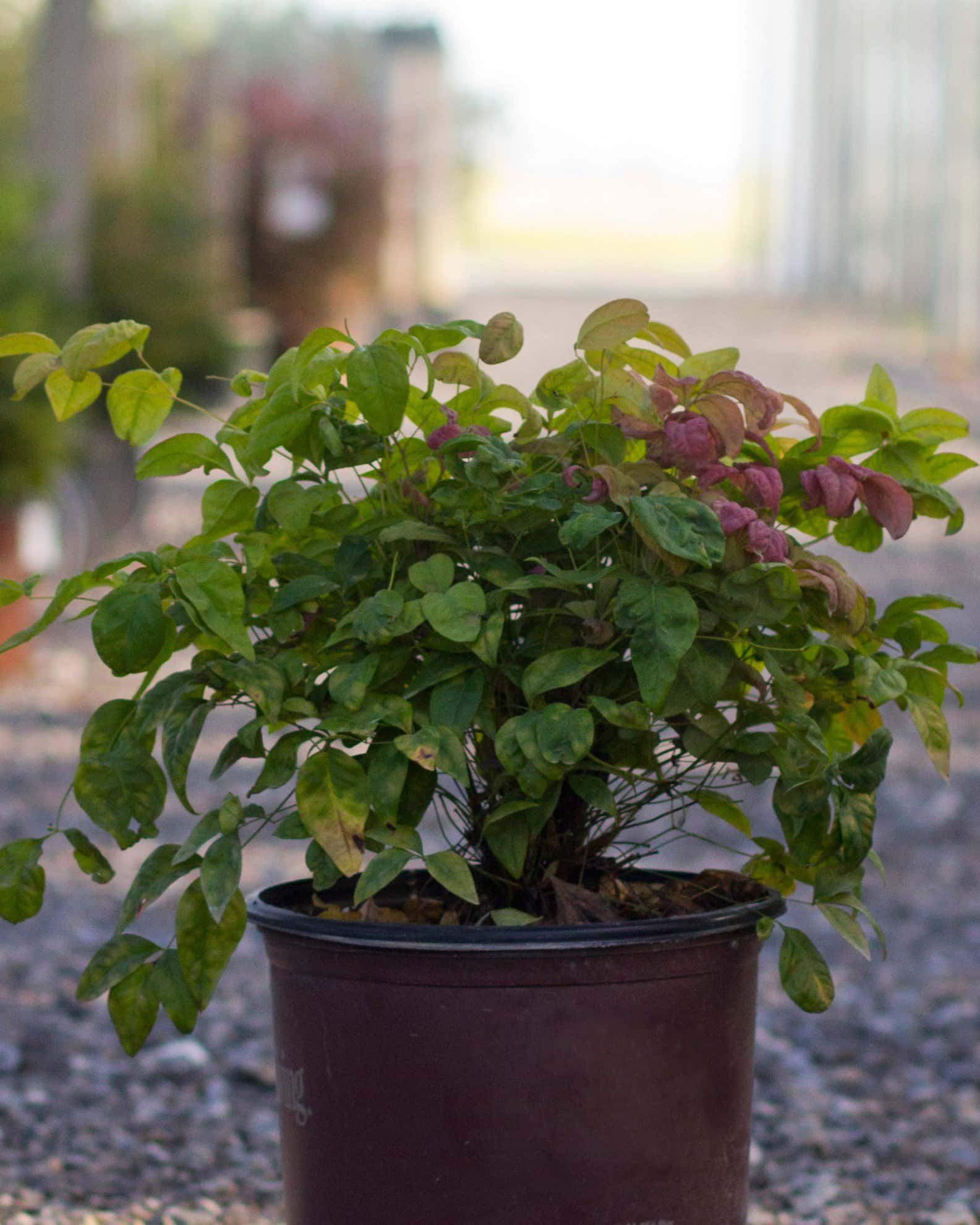 Blush Pink Nandina - Main Image