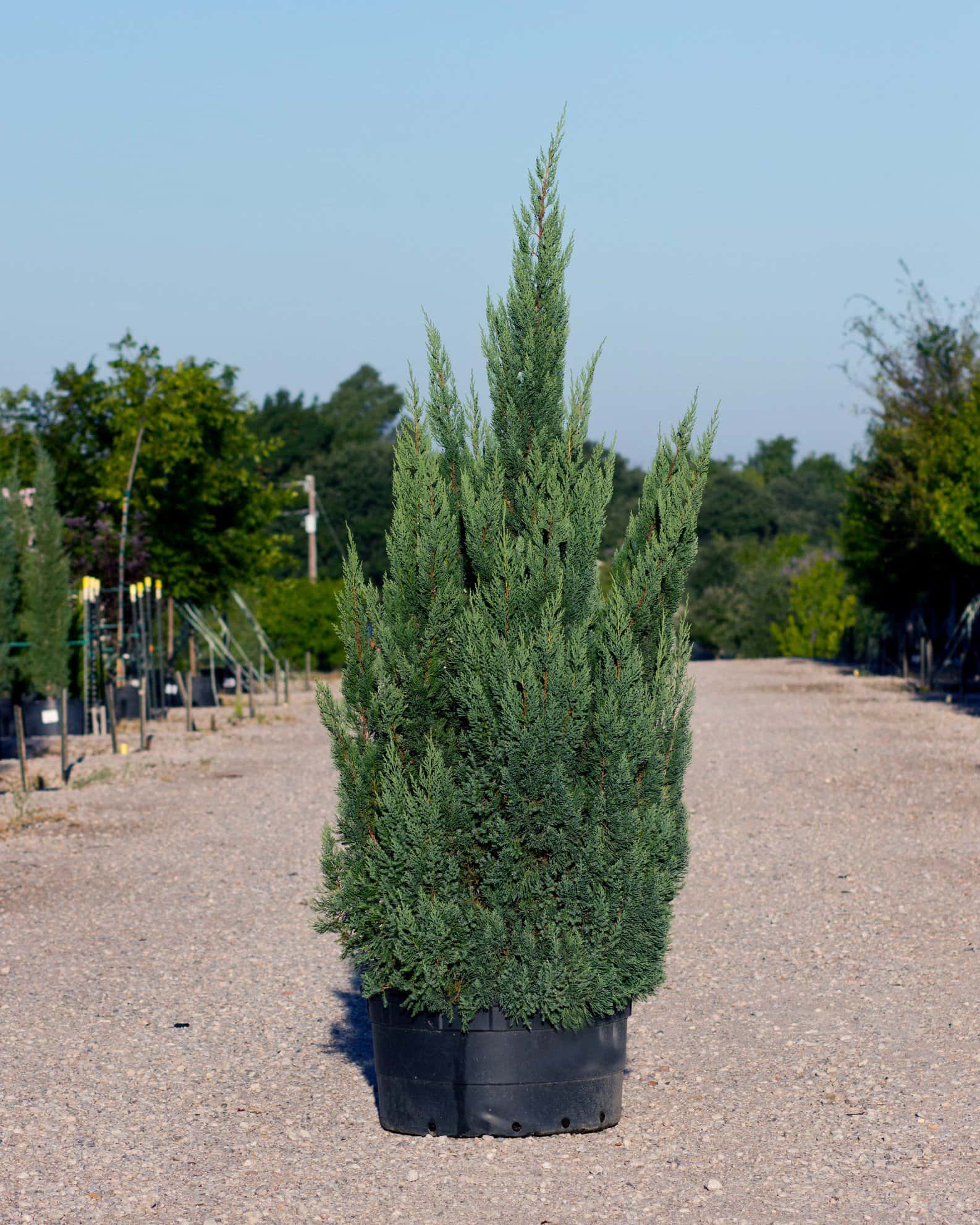 Blue Point Juniper - Main Image