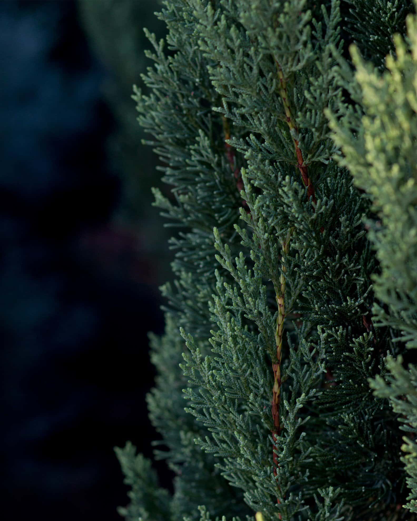 Blue Point Juniper - Image 4