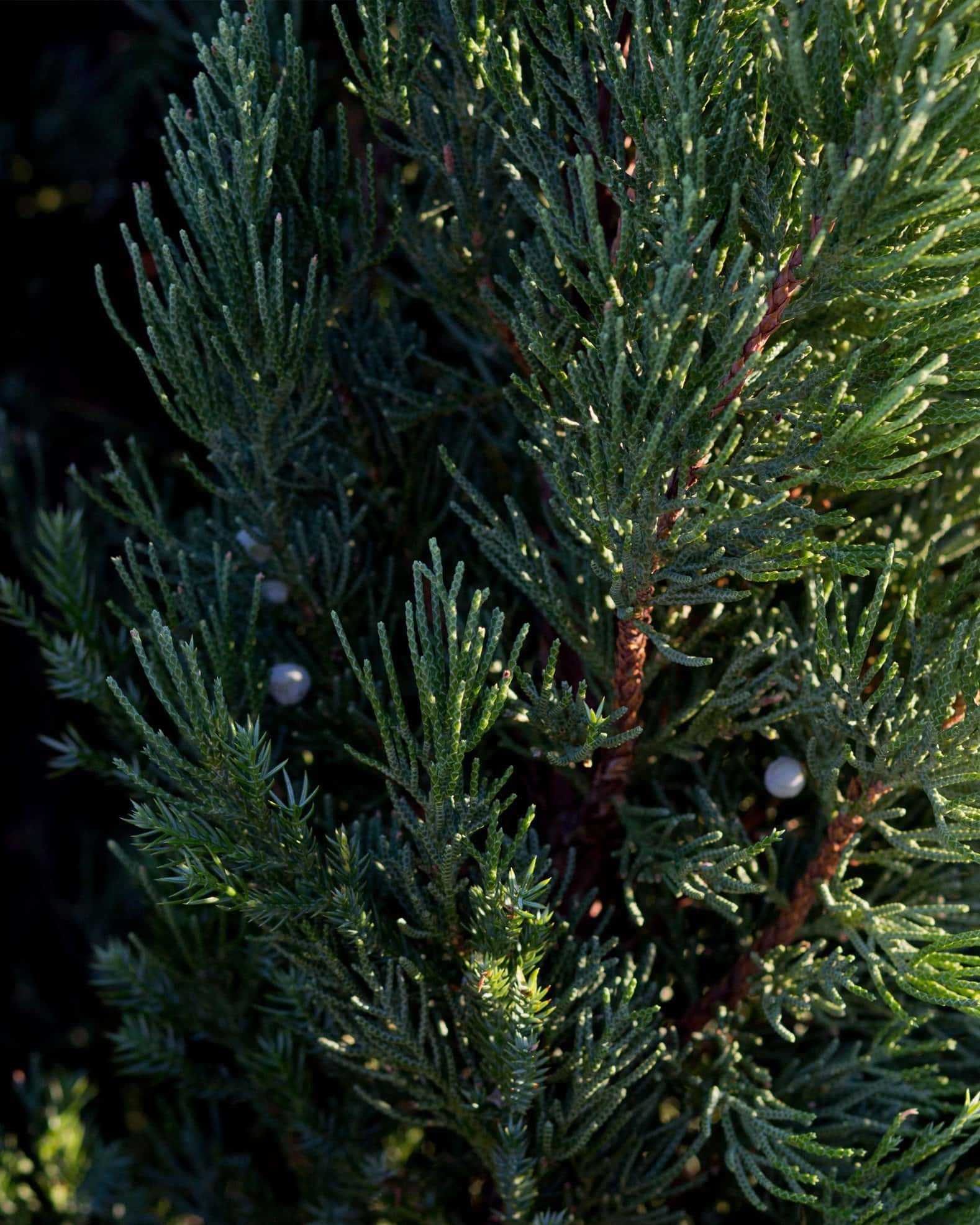 Blue Point Juniper - Image 5