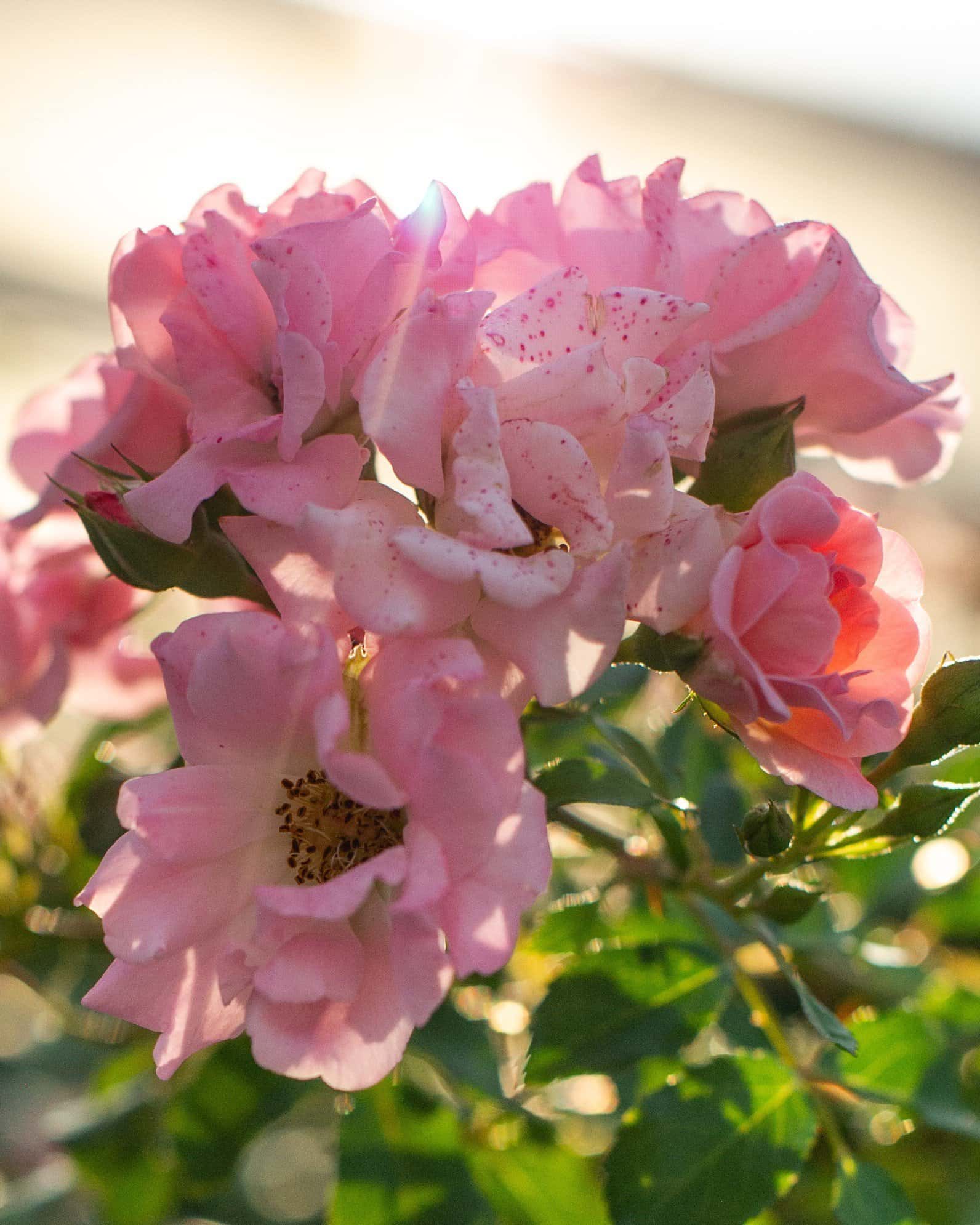 Blushing Drift Rose - Main Image