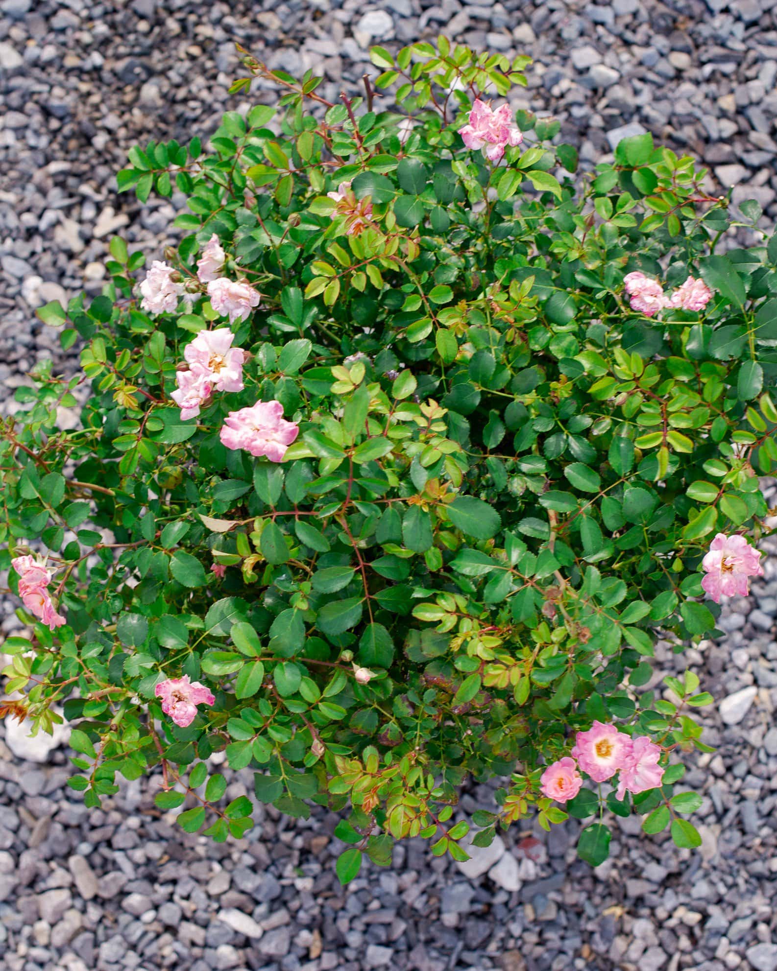 Blushing Drift Rose - Image 3