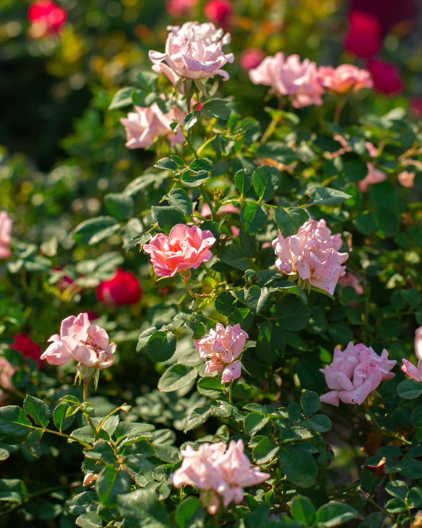 Blushing Drift Rose - Image 6
