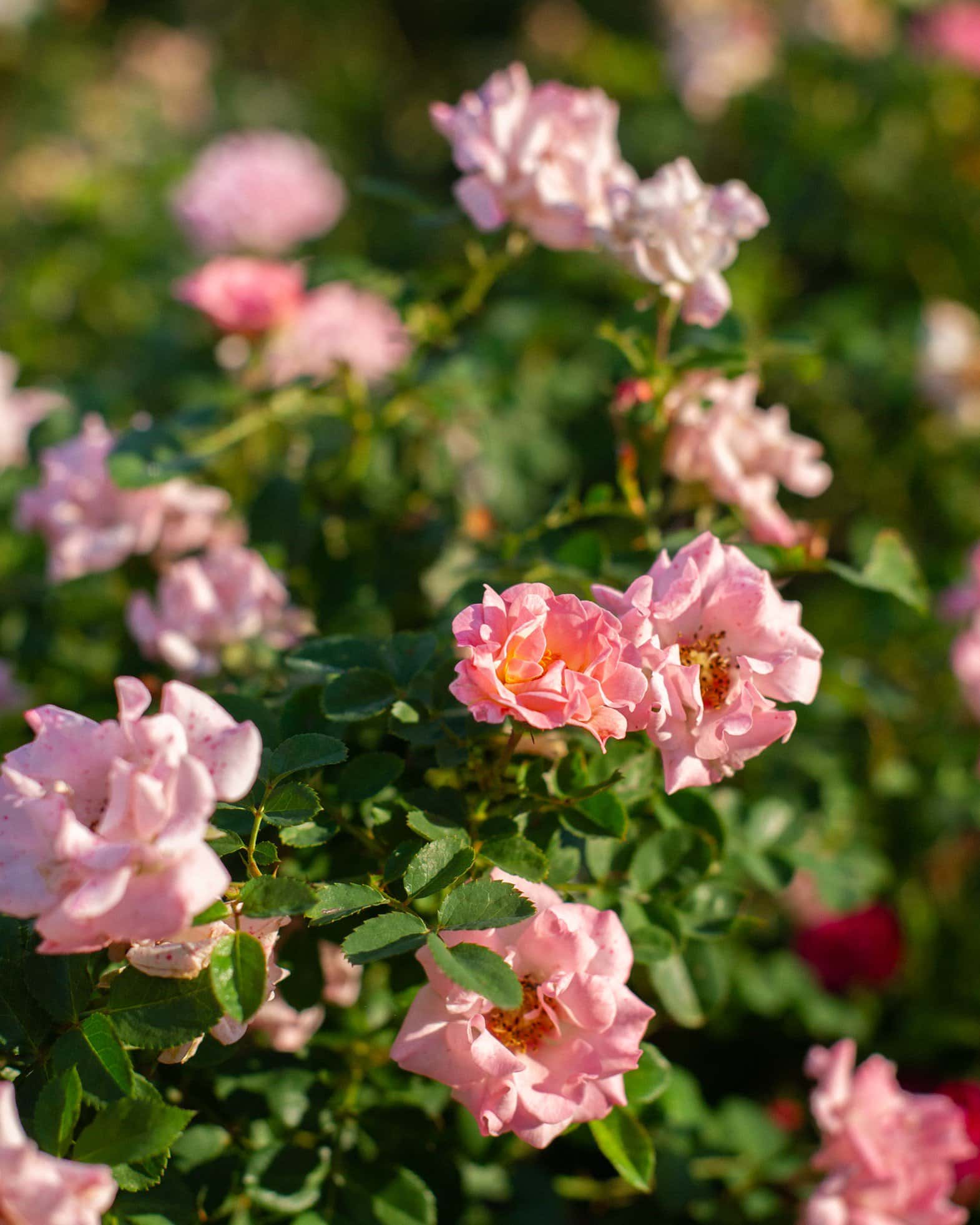 Blushing Drift Rose - Image 7