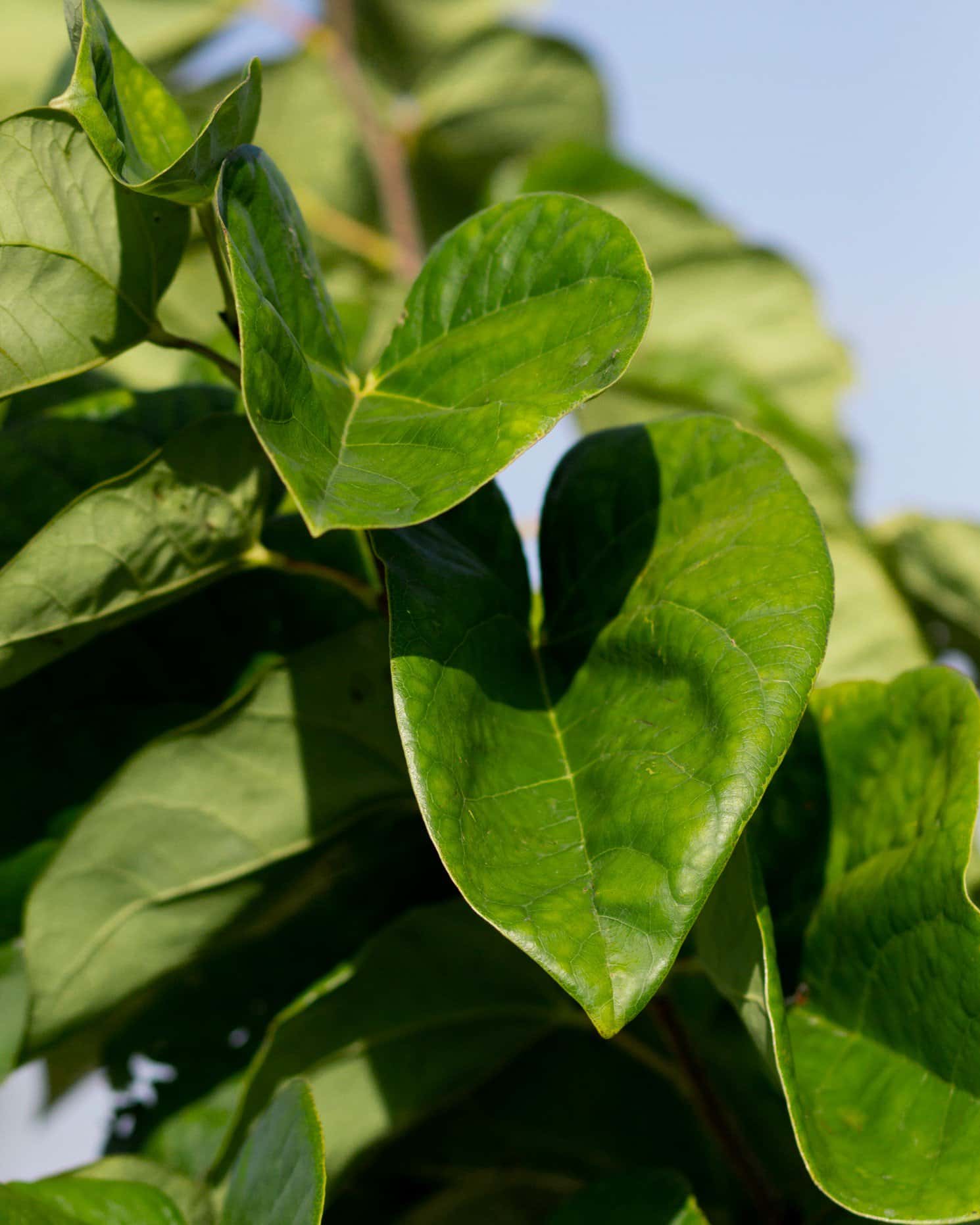 Bubble Gum Redbud - Image 2