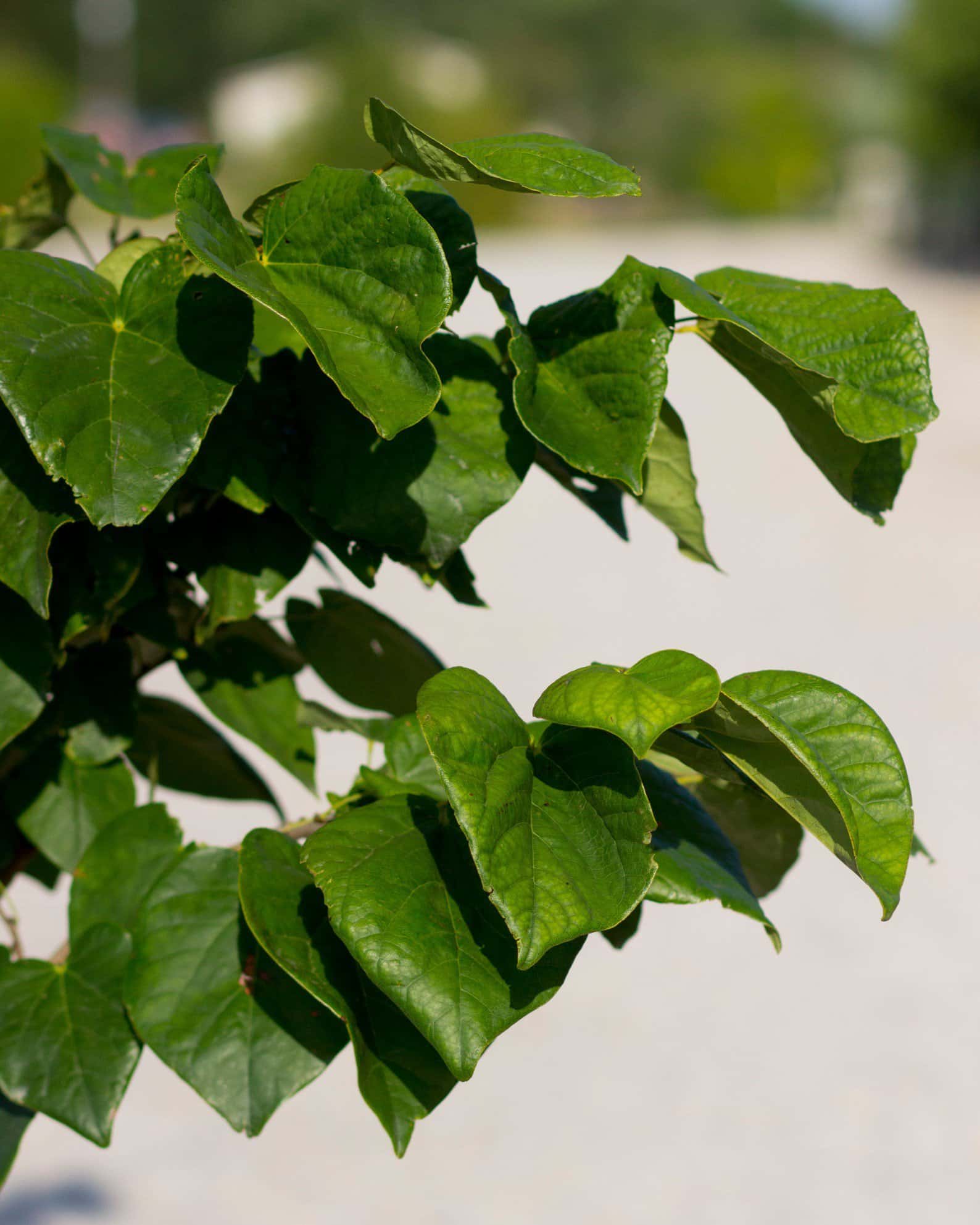 Bubble Gum Redbud - Image 3