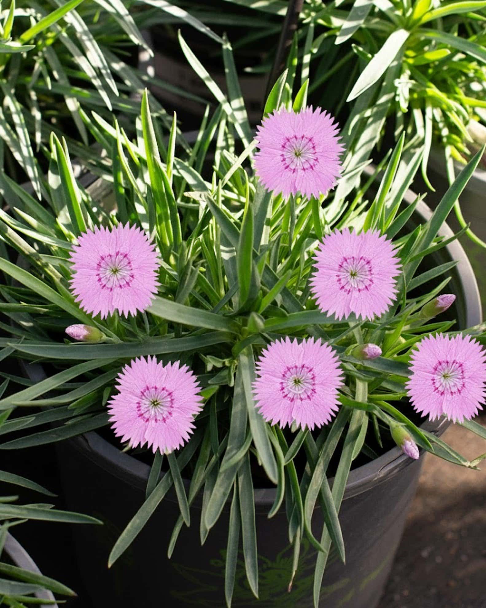 Bath's Pink Dianthus - Main Image