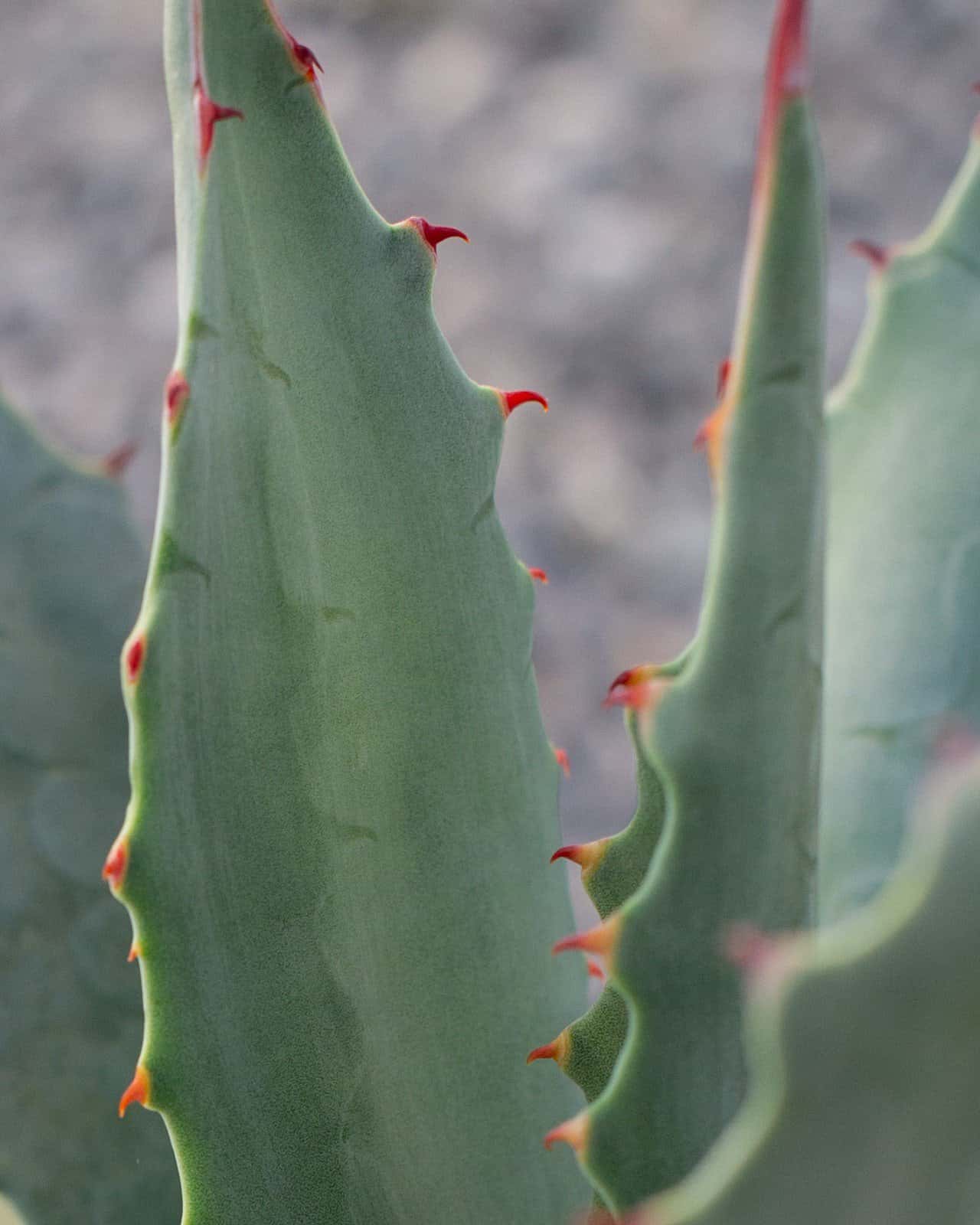 Coues Agave - Image 3
