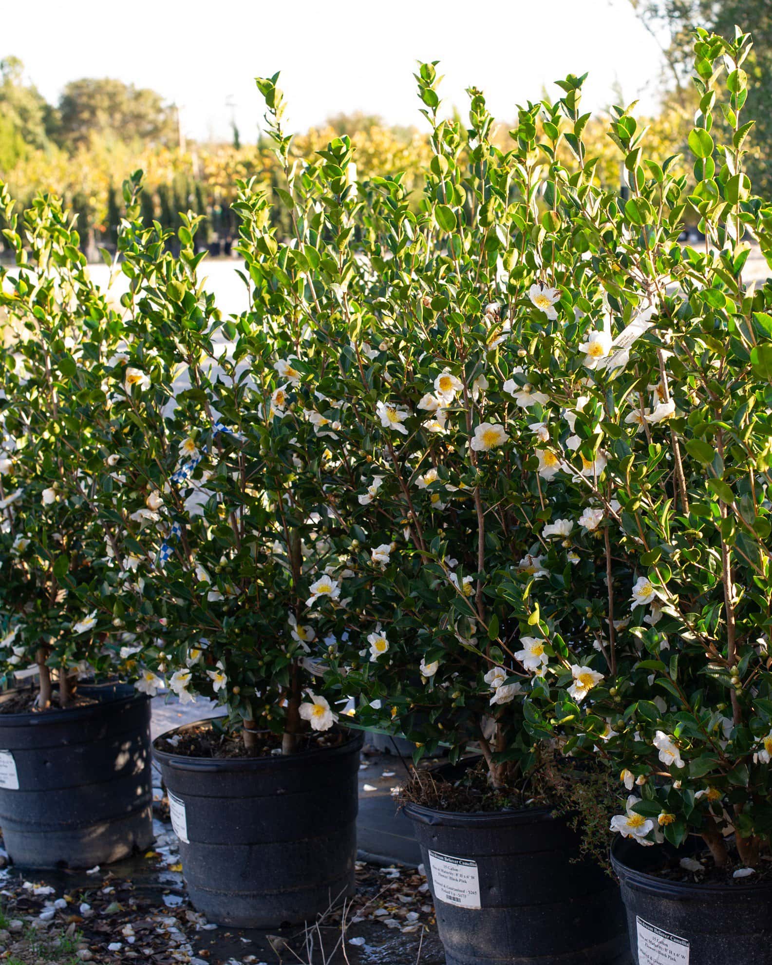 Daydream Believer Camellia - Image 2