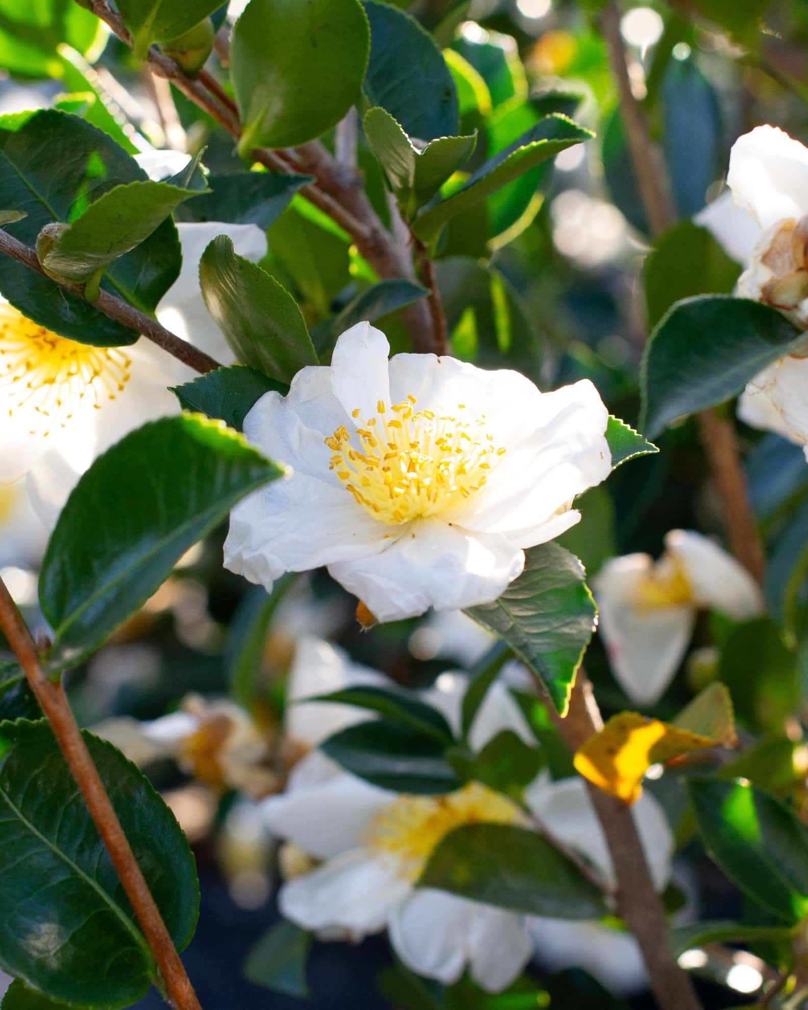 Daydream Believer Camellia - Image 2