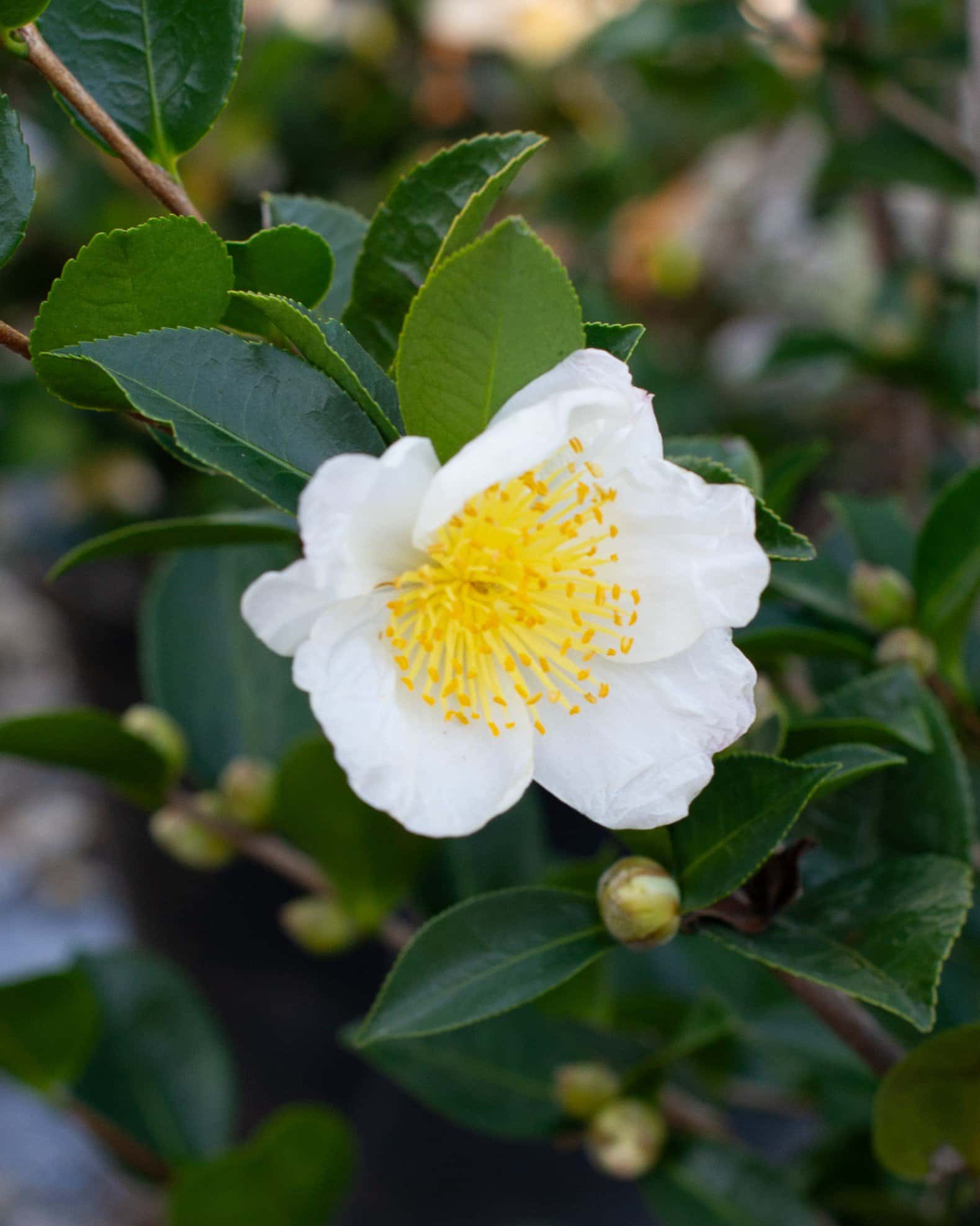 Daydream Believer Camellia - Image 4