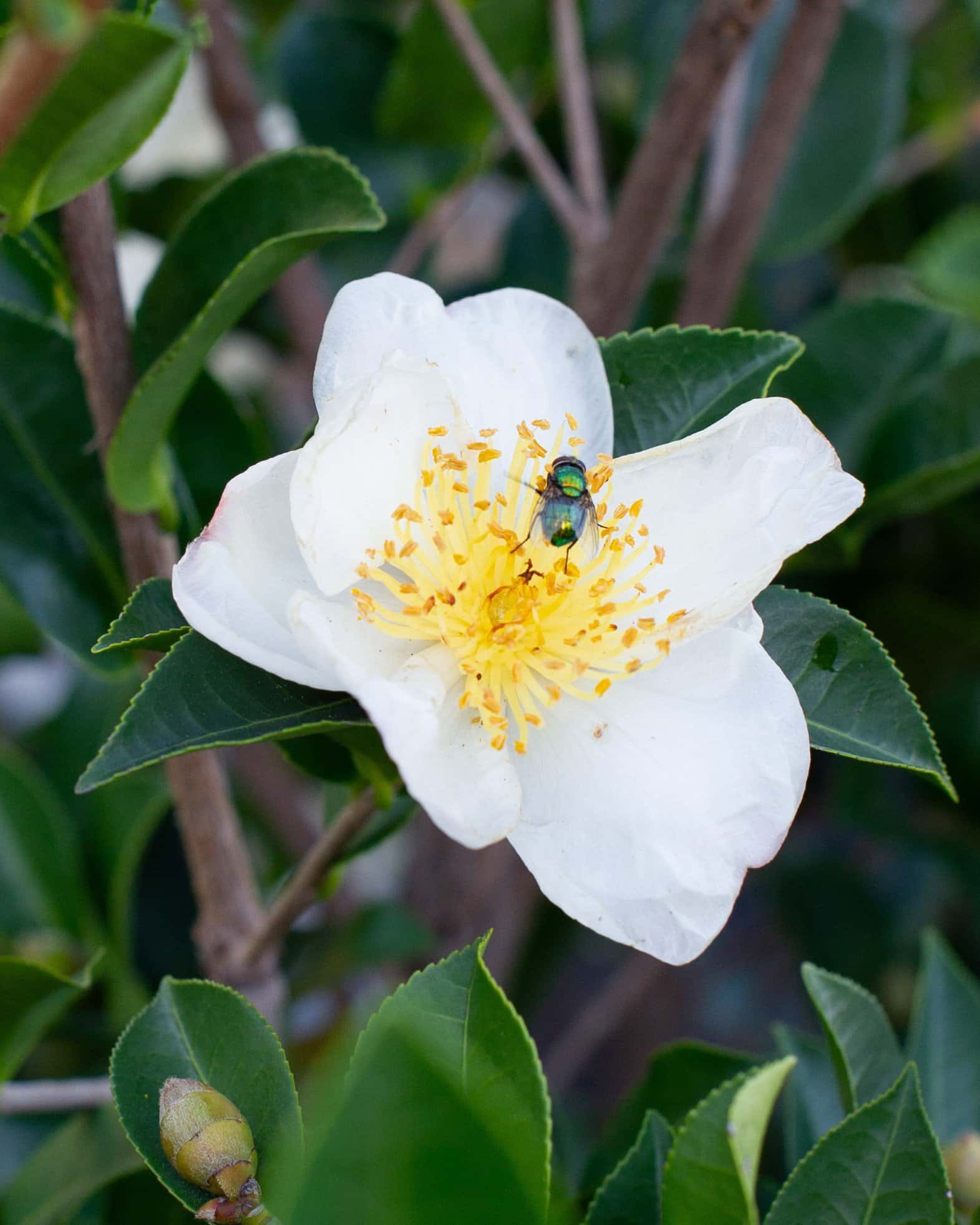 Daydream Believer Camellia - Image 7