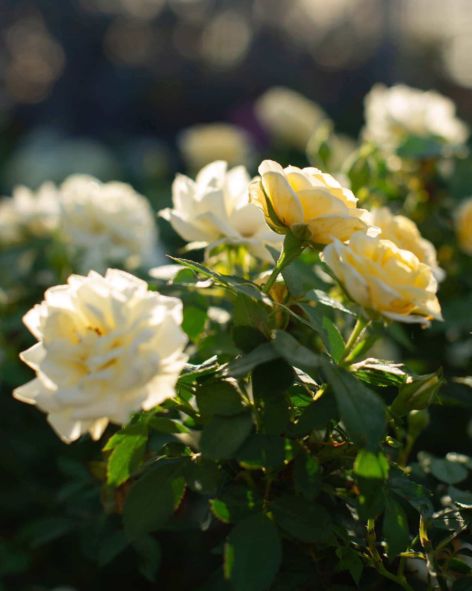 Buttercream Drift Rose - Image 6