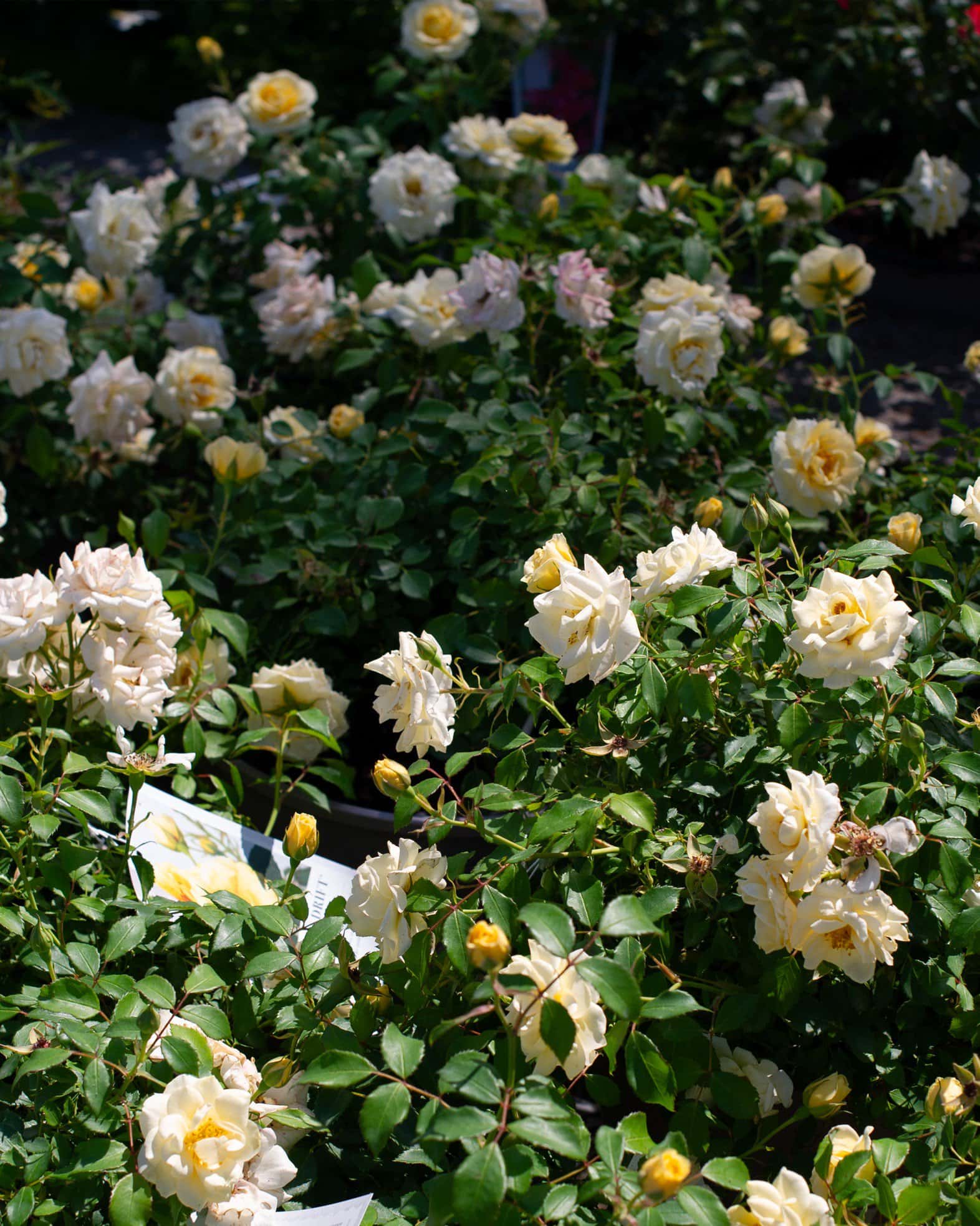 Buttercream Drift Rose - Image 7