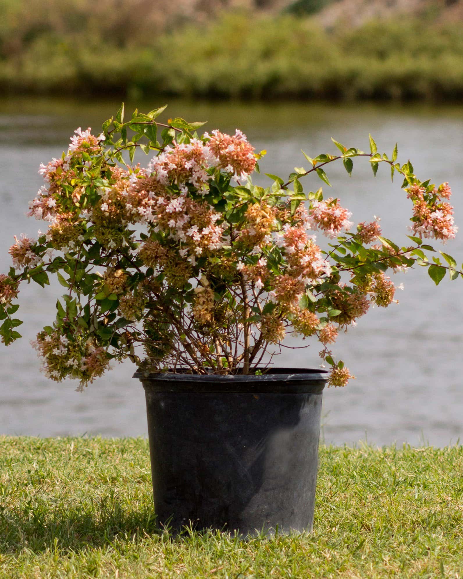 Canyon Creek Abelia - Image 2