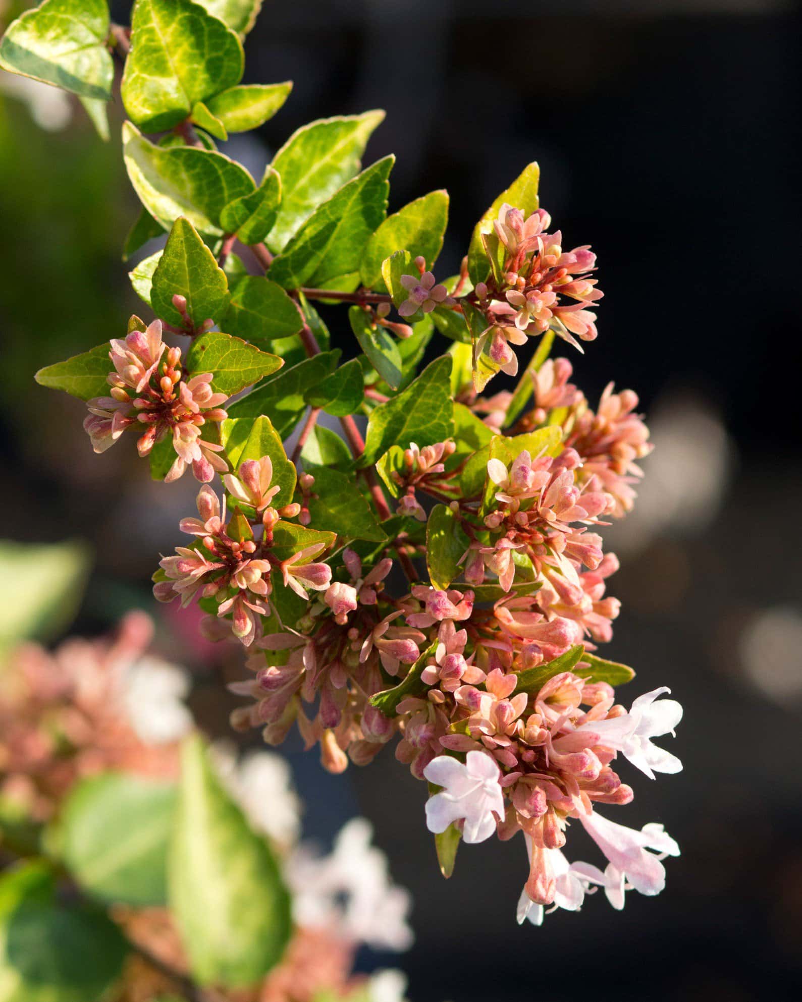 Canyon Creek Abelia - Image 4