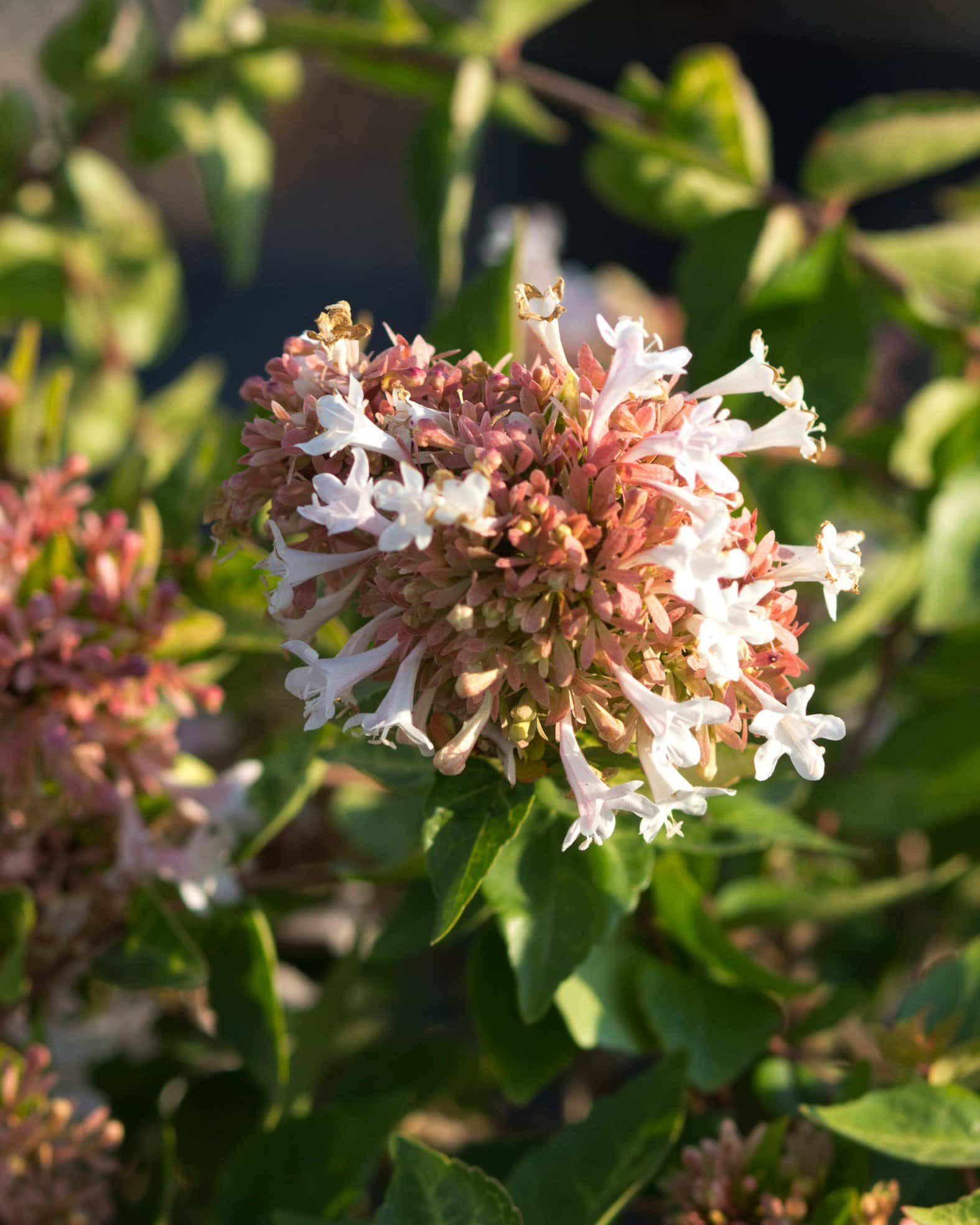 Canyon Creek Abelia - Image 5