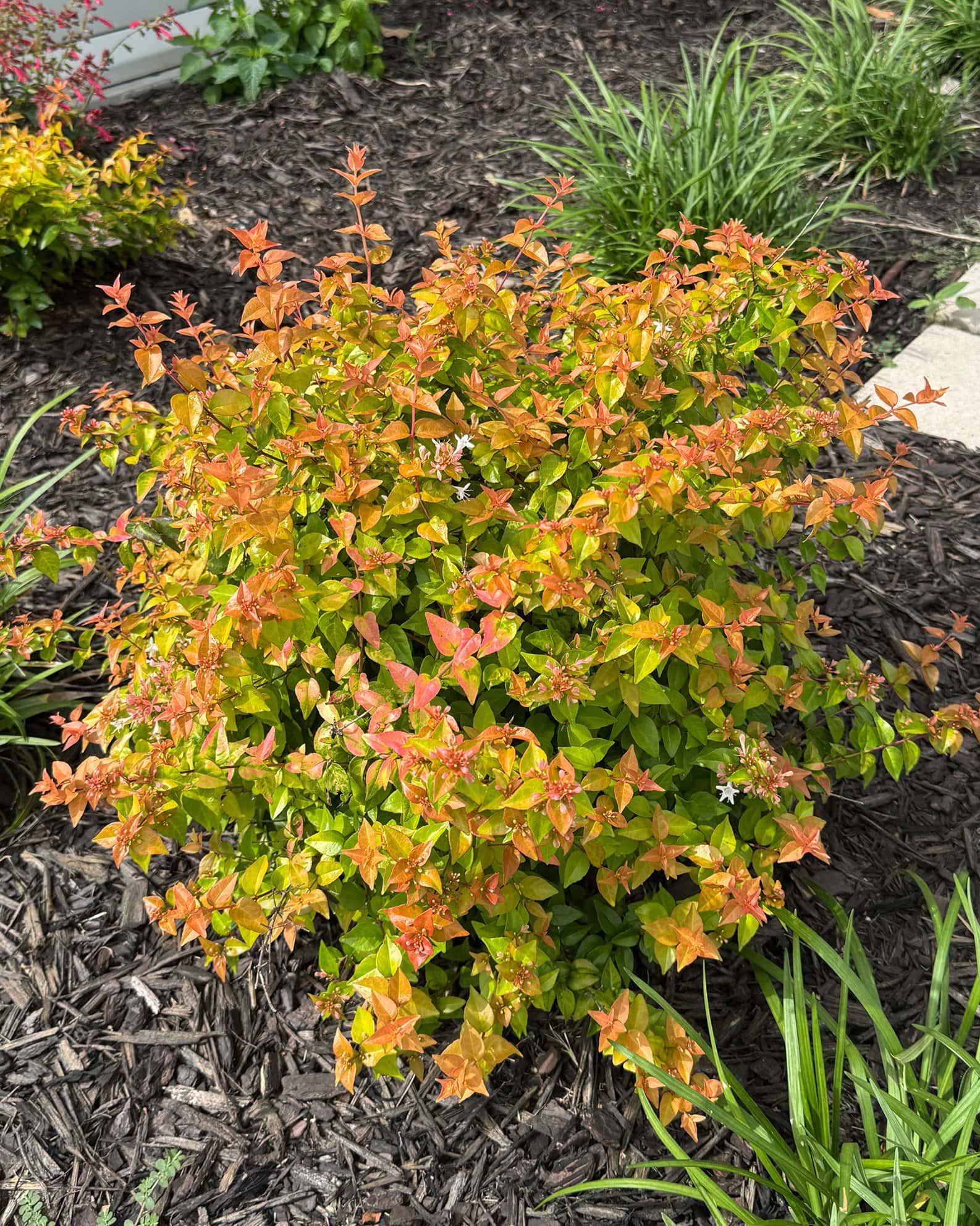 Canyon Creek Abelia - Image 6