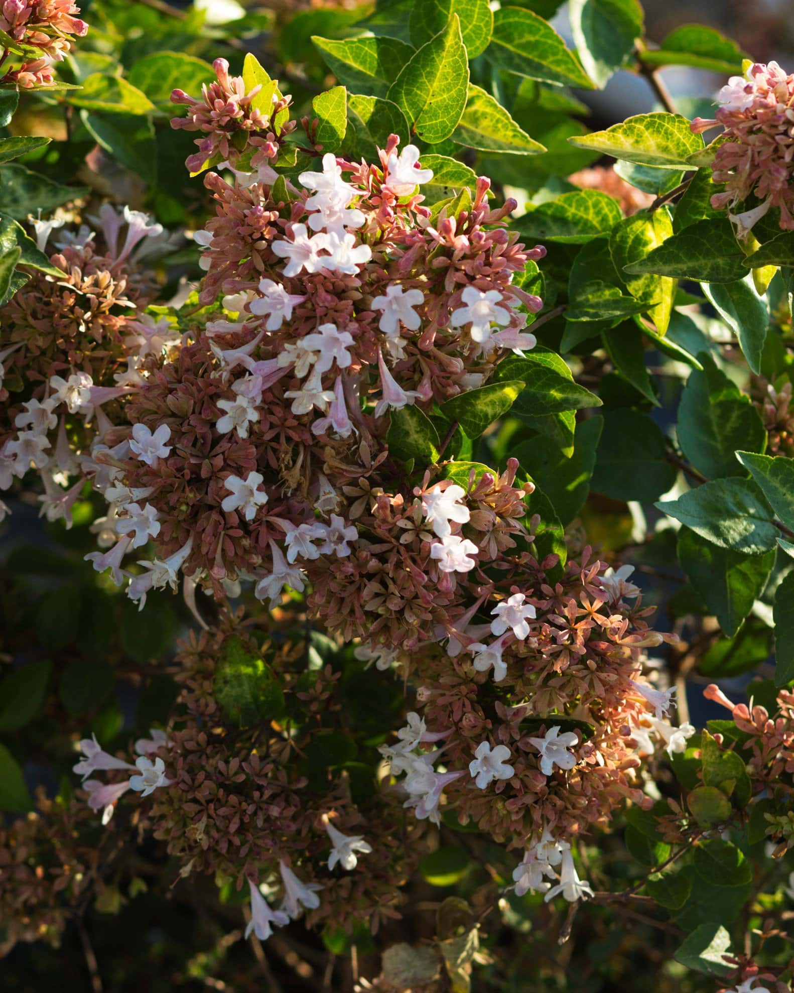 Canyon Creek Abelia - Image 7