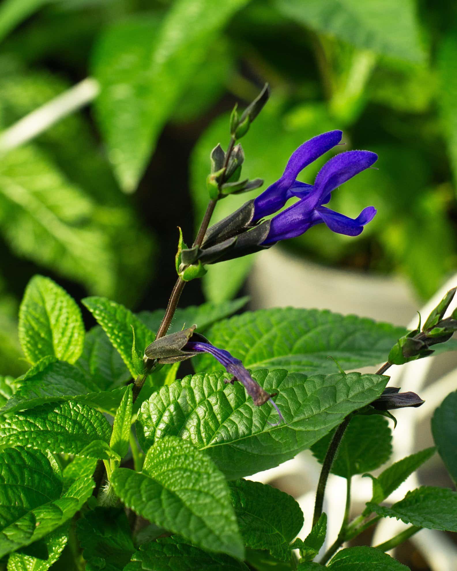 Black & Blue Salvia - Image 1
