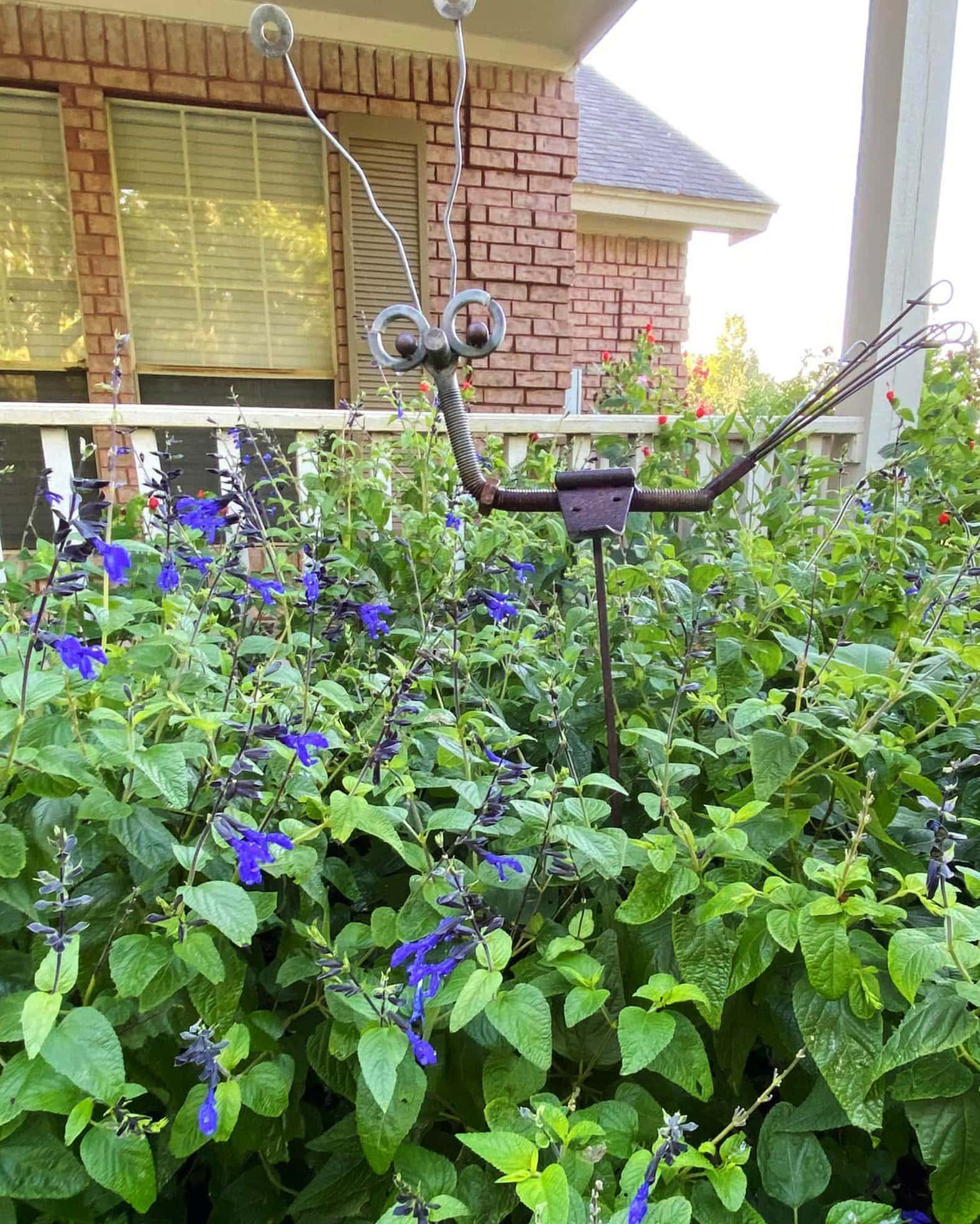 Black & Blue Salvia - Image 3