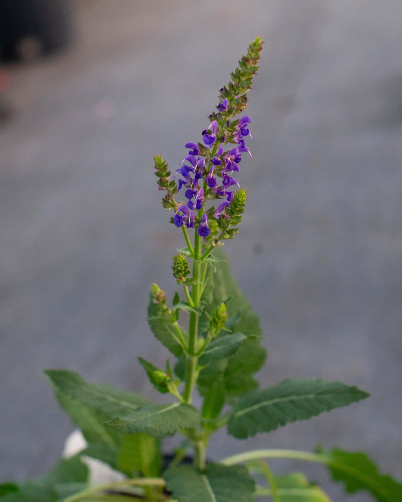 Blue By You Salvia - Image 2