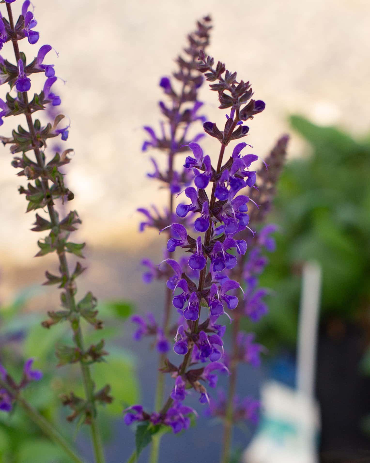 Blue By You Salvia - Image 1