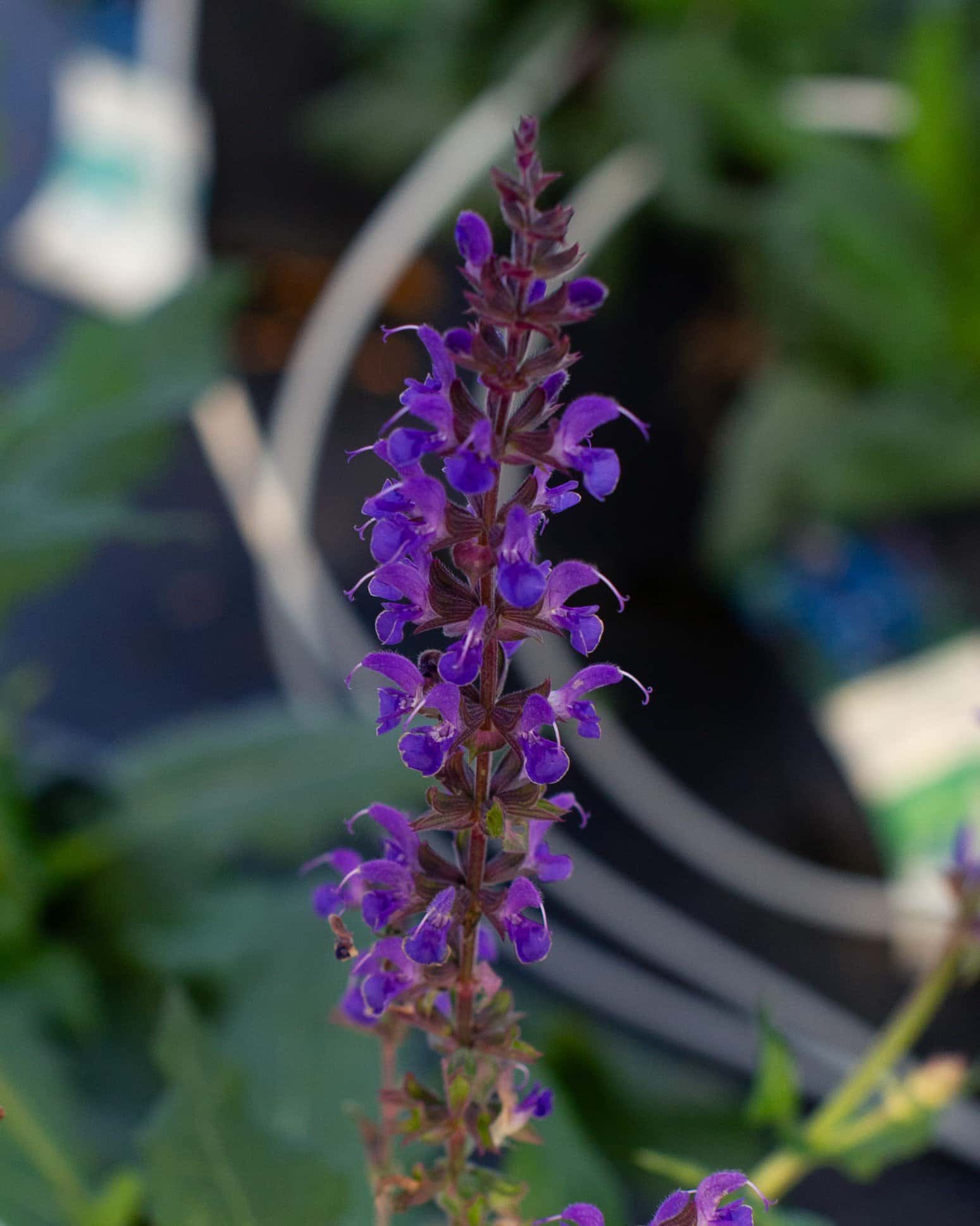 Blue By You Salvia - Image 4