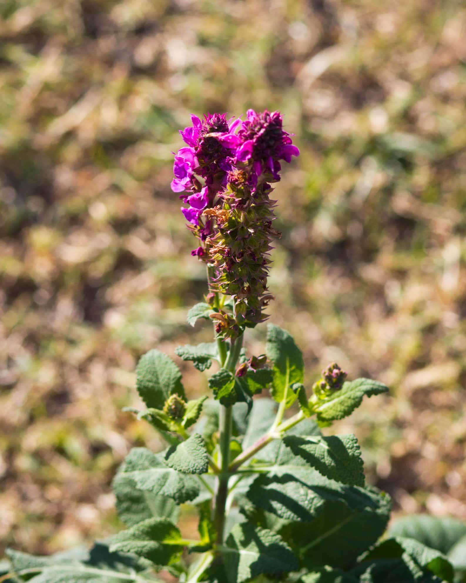 Rose Marvel Salvia - Image 3