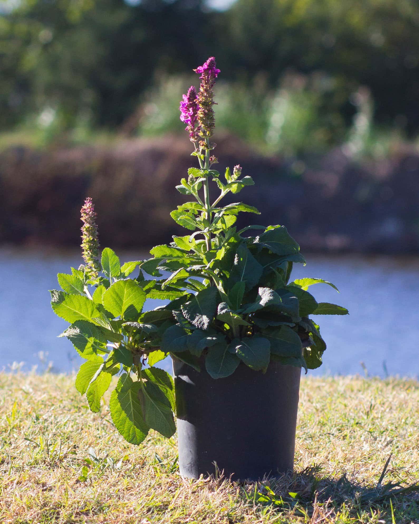 Rose Marvel Salvia - Image 3