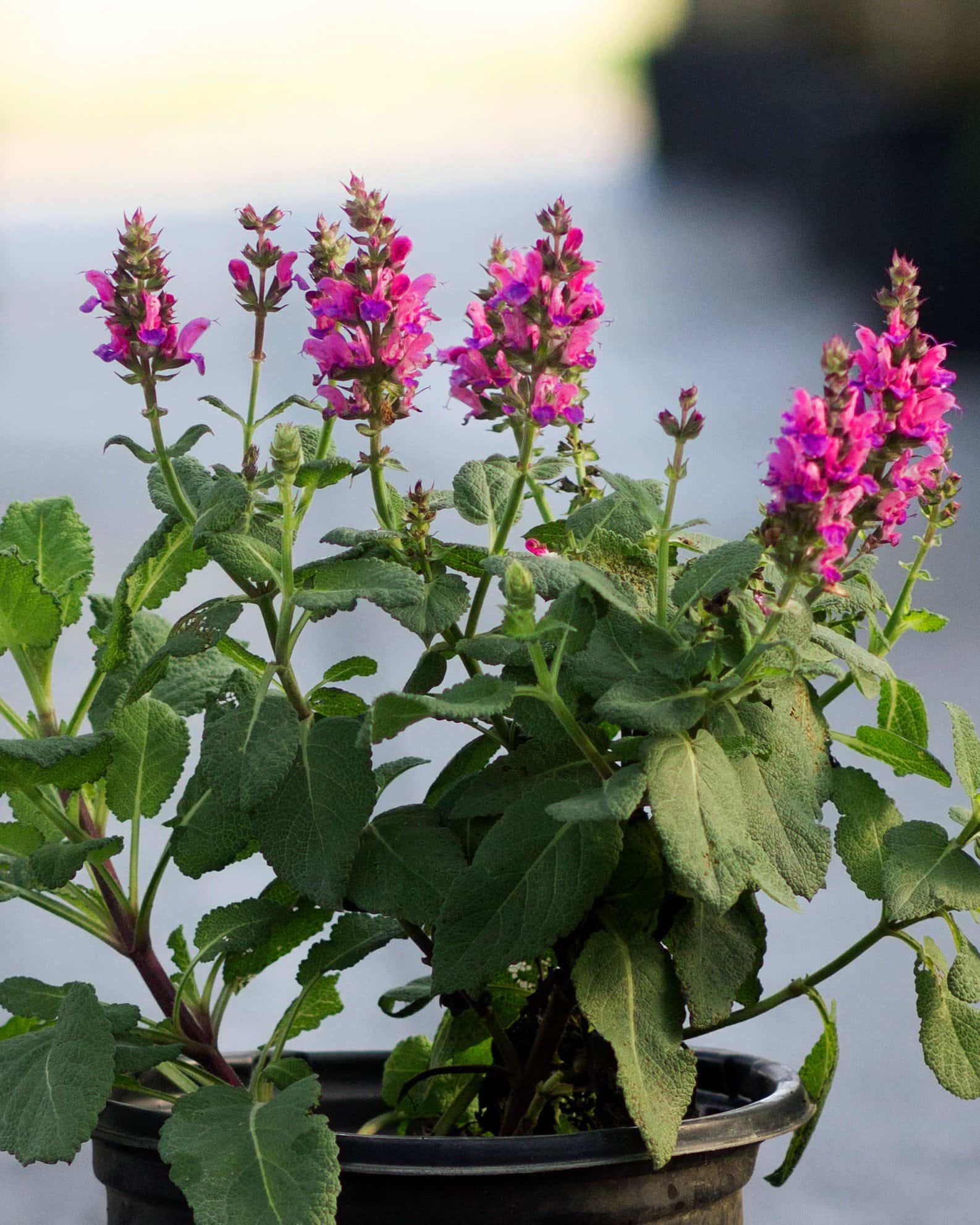 Rose Marvel Salvia - Image 4