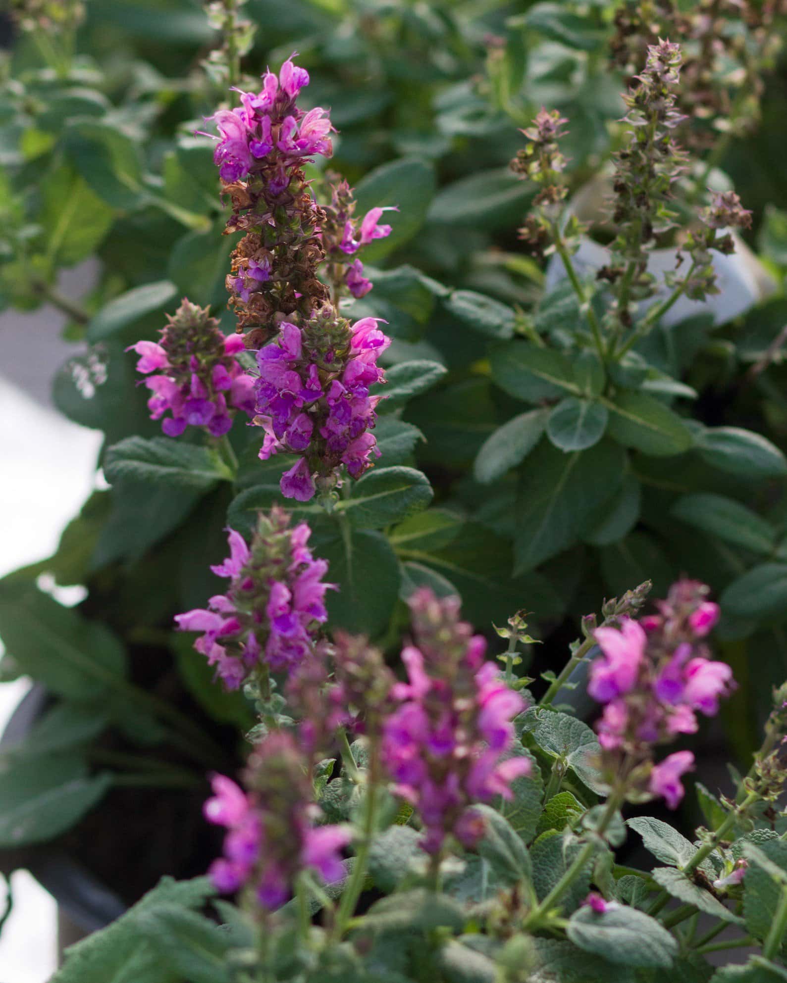 Rose Marvel Salvia - Image 5