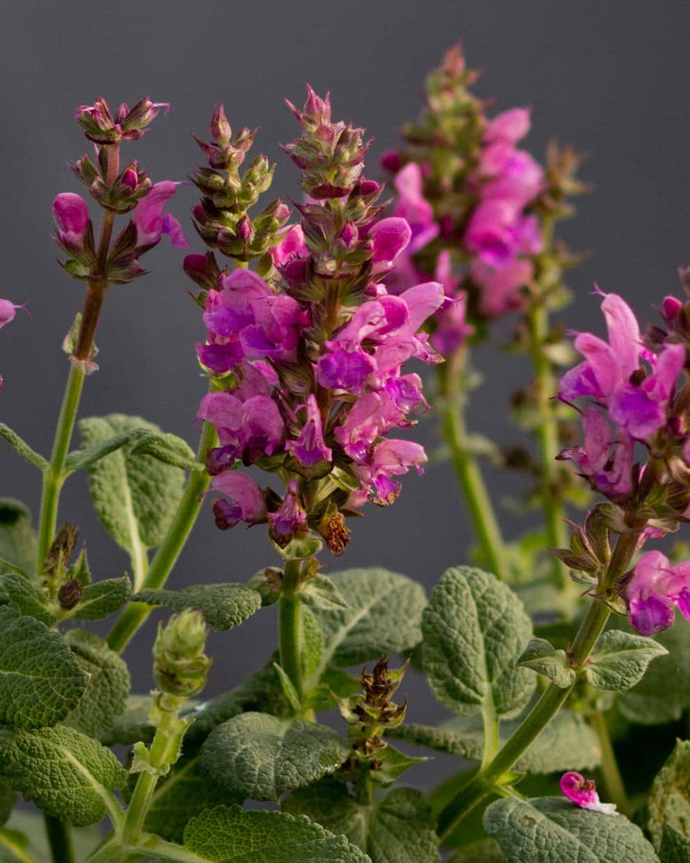 Rose Marvel Salvia - Image 6