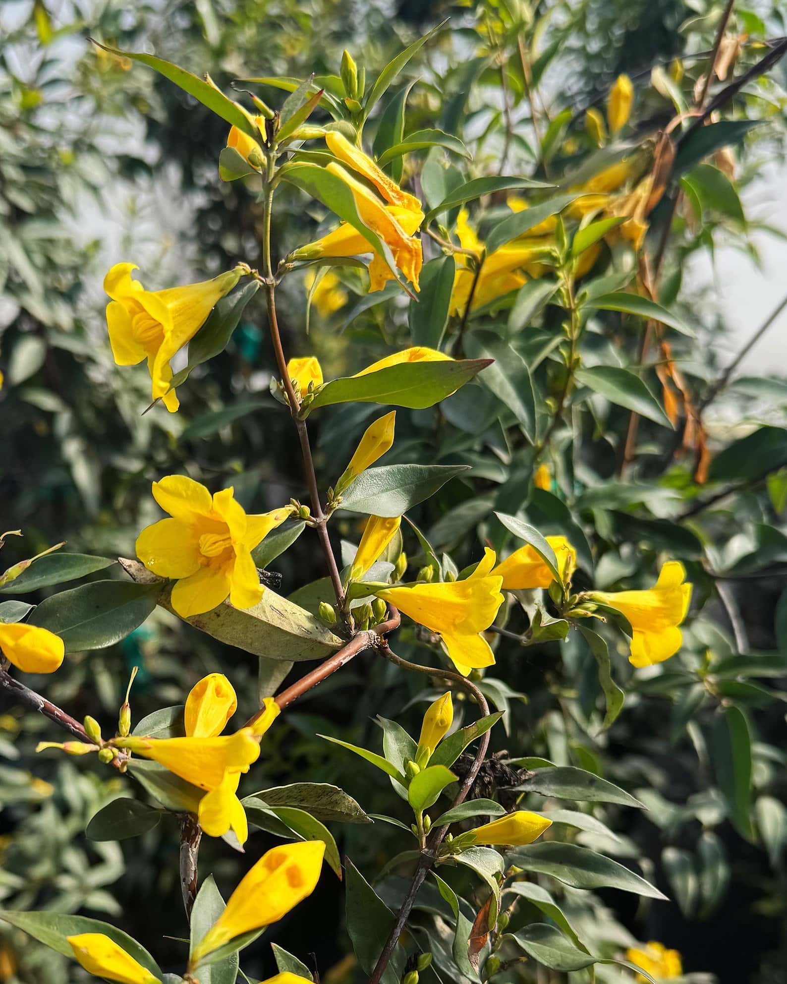 Carolina Jasmine - Image 7