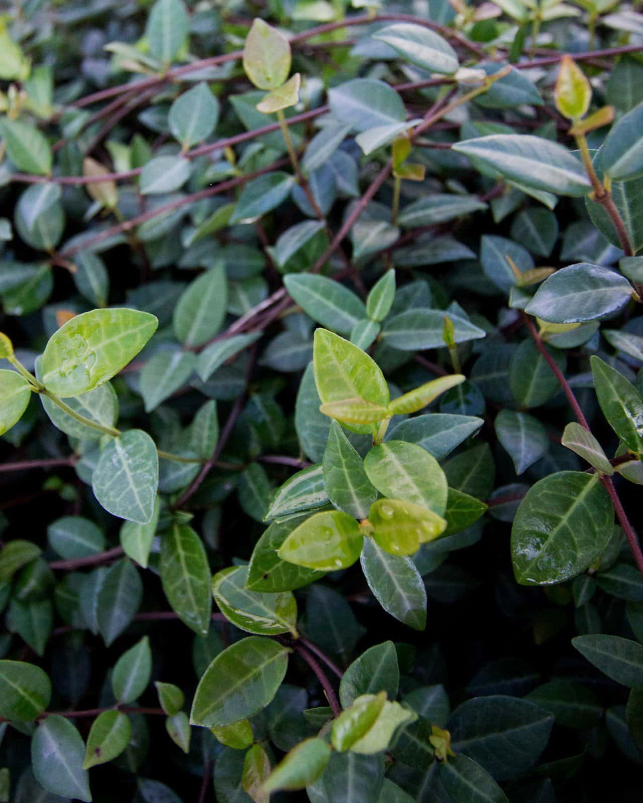 Asiatic Jasmine - Image 5