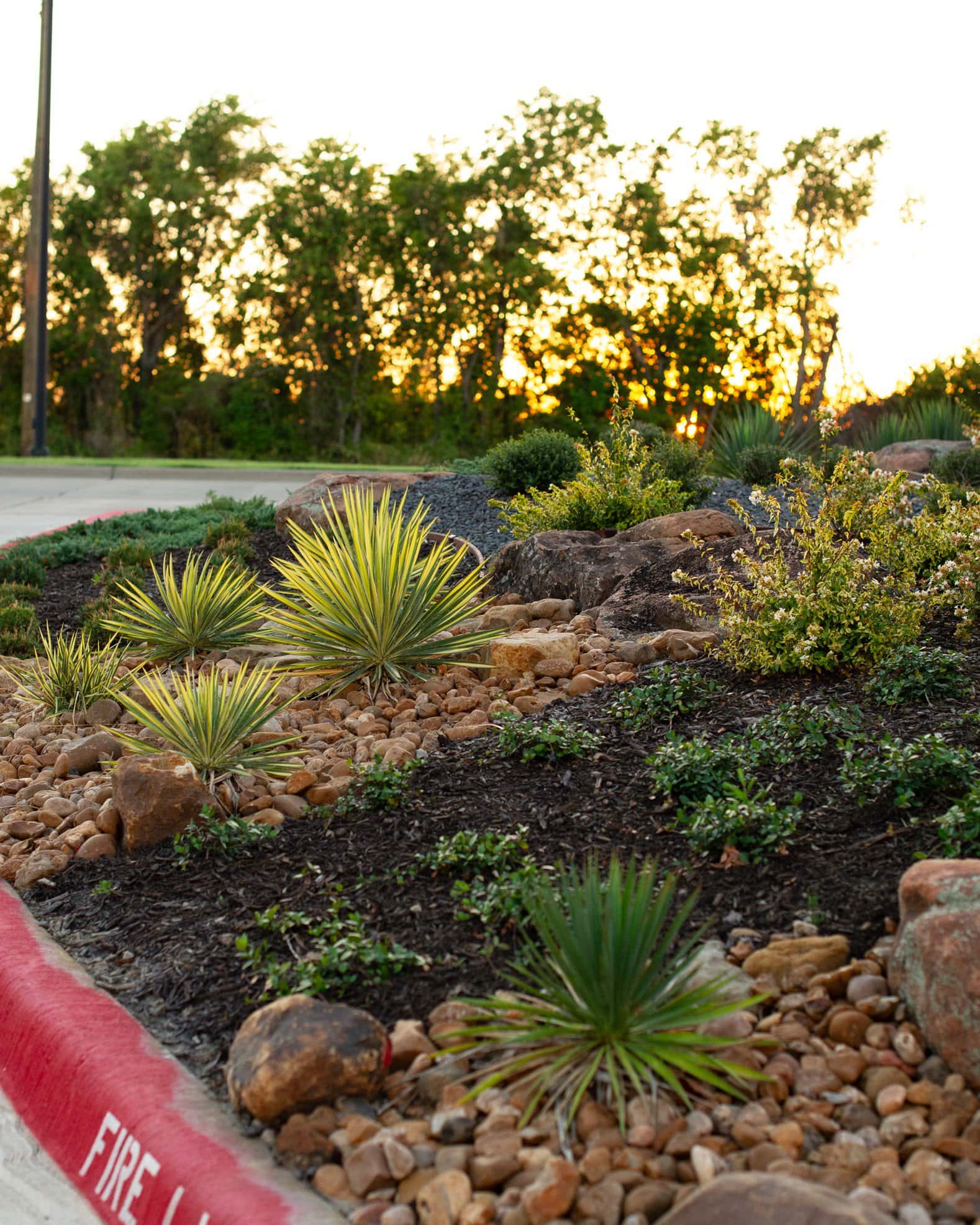 Asiatic Jasmine - Image 6