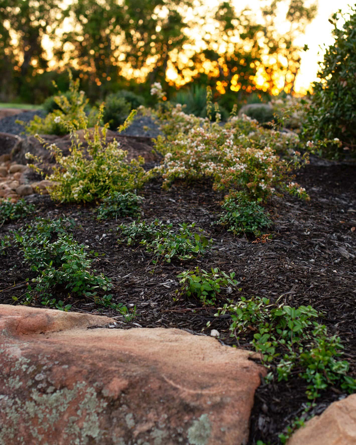 Asiatic Jasmine - Image 7