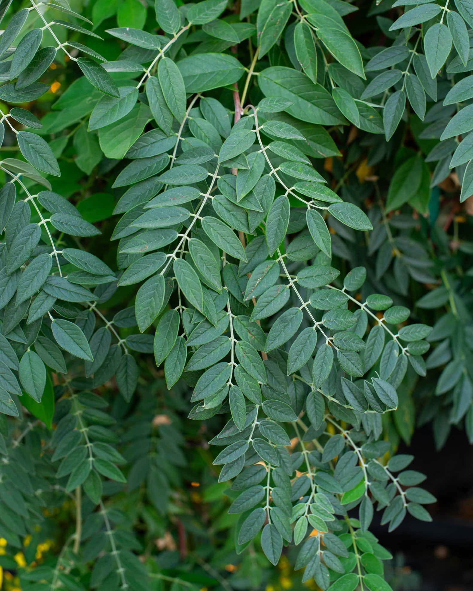 Amethyst Falls Wisteria - Image 1