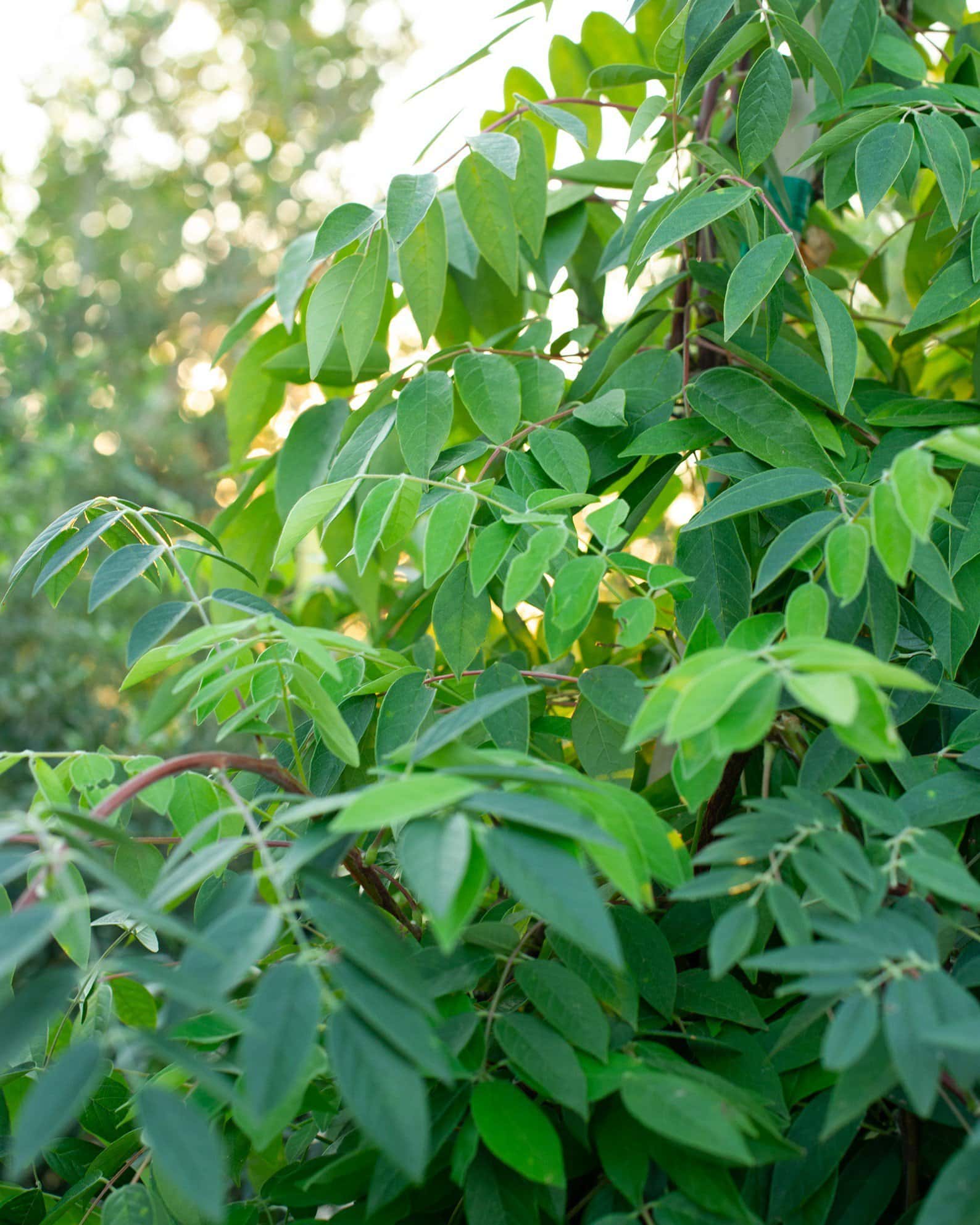 Amethyst Falls Wisteria - Image 2