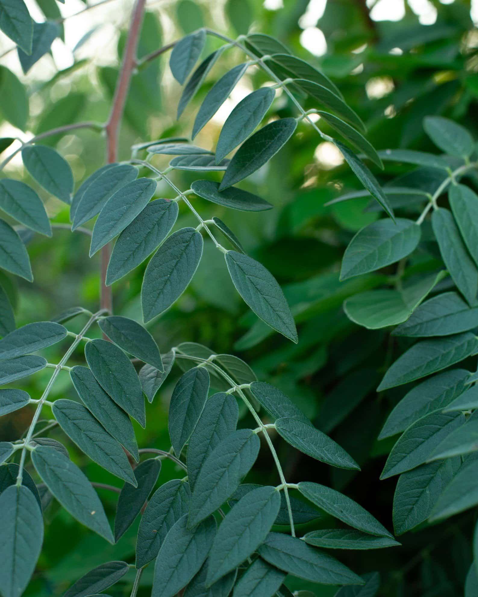Amethyst Falls Wisteria - Image 3