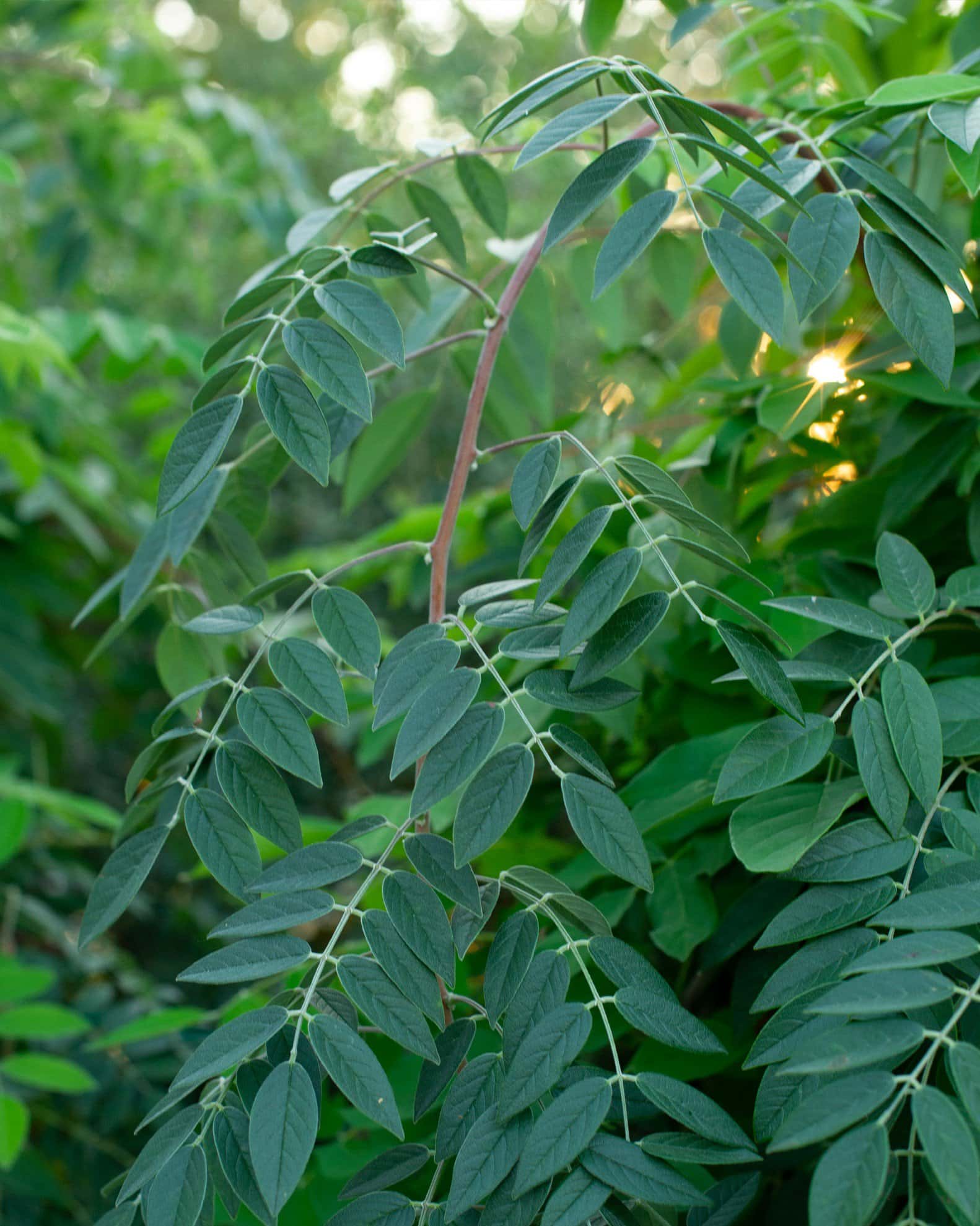 Amethyst Falls Wisteria - Image 4