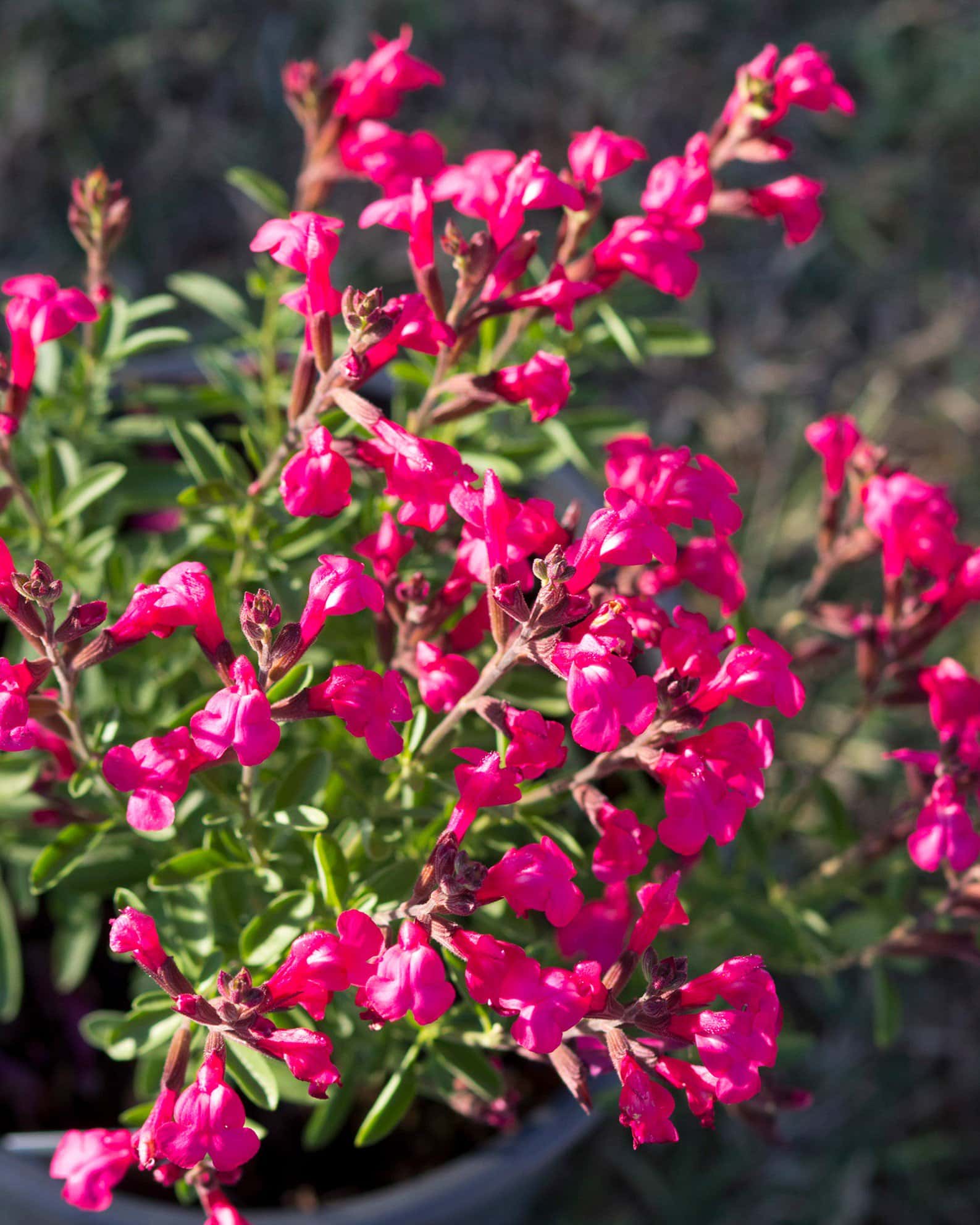 Arctic Blaze Fuchsia Salvia - Image 5