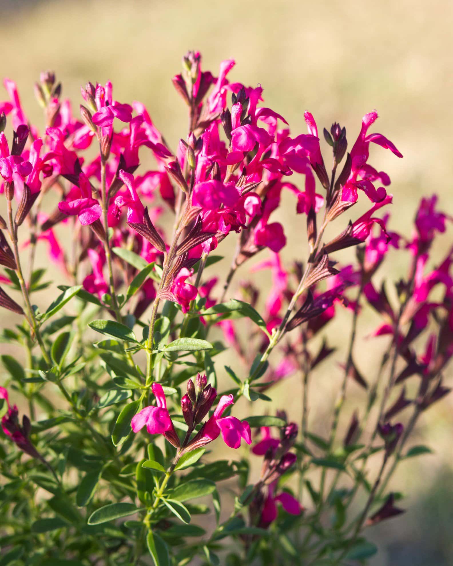 Arctic Blaze Fuchsia Salvia - Image 7