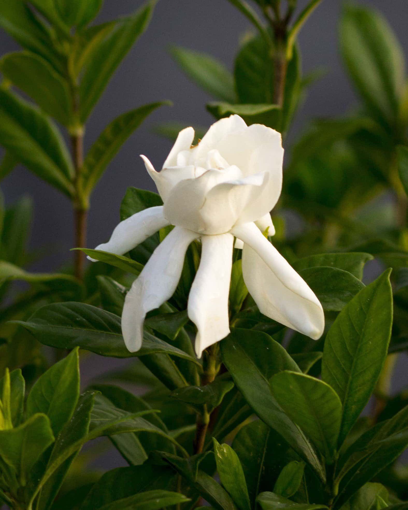 August Beauty Gardenia - Main Image