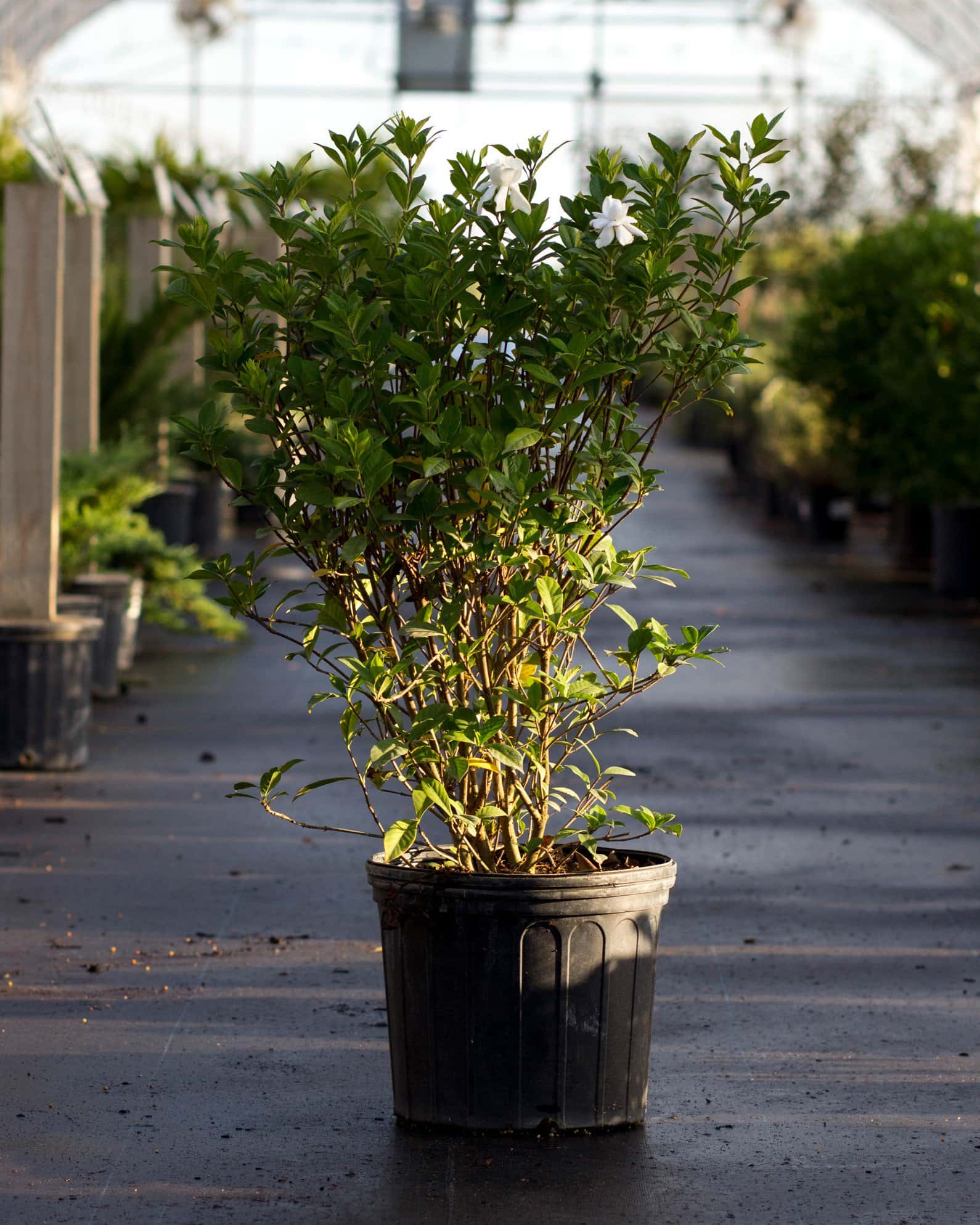 August Beauty Gardenia - Image 2