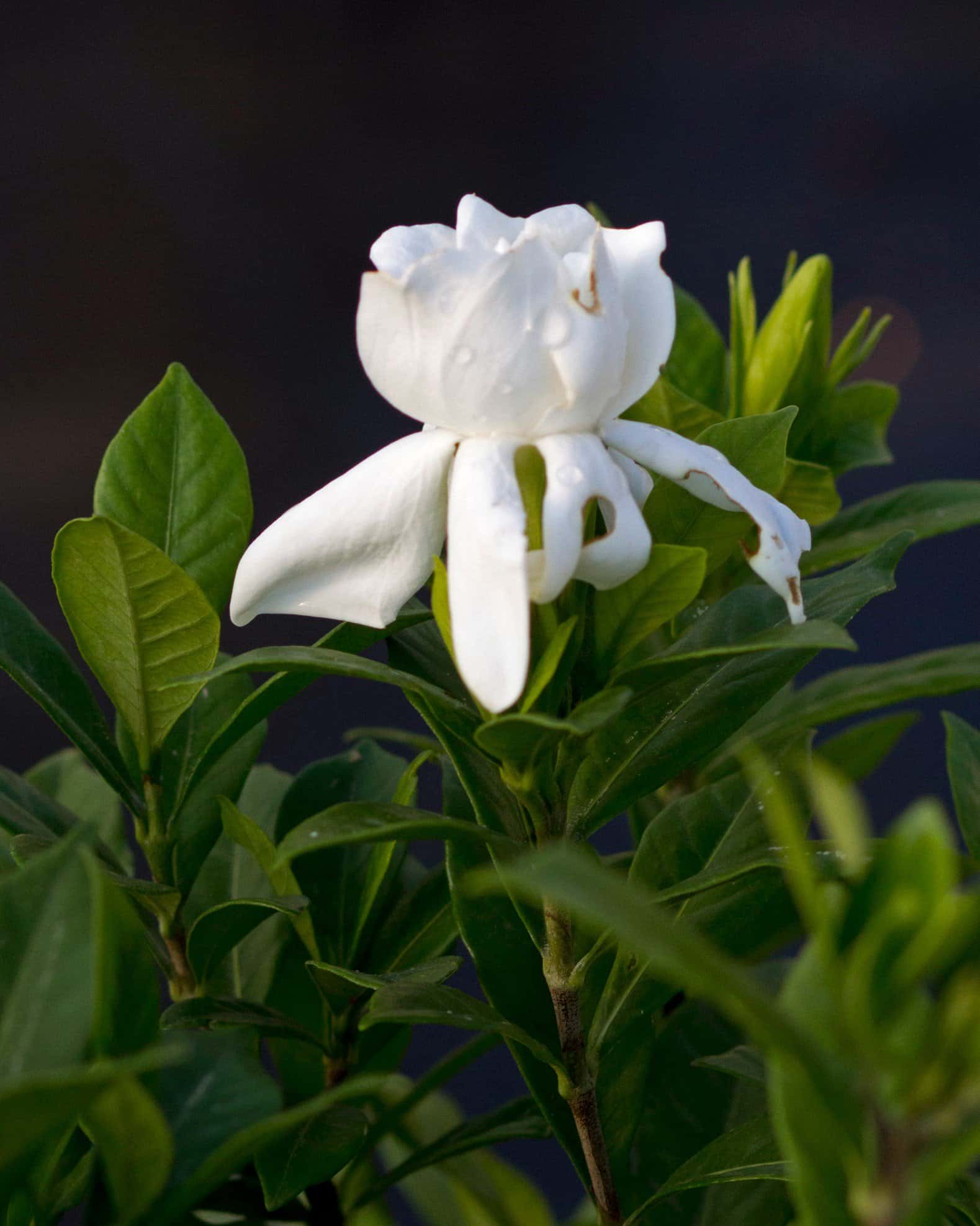 August Beauty Gardenia - Image 3