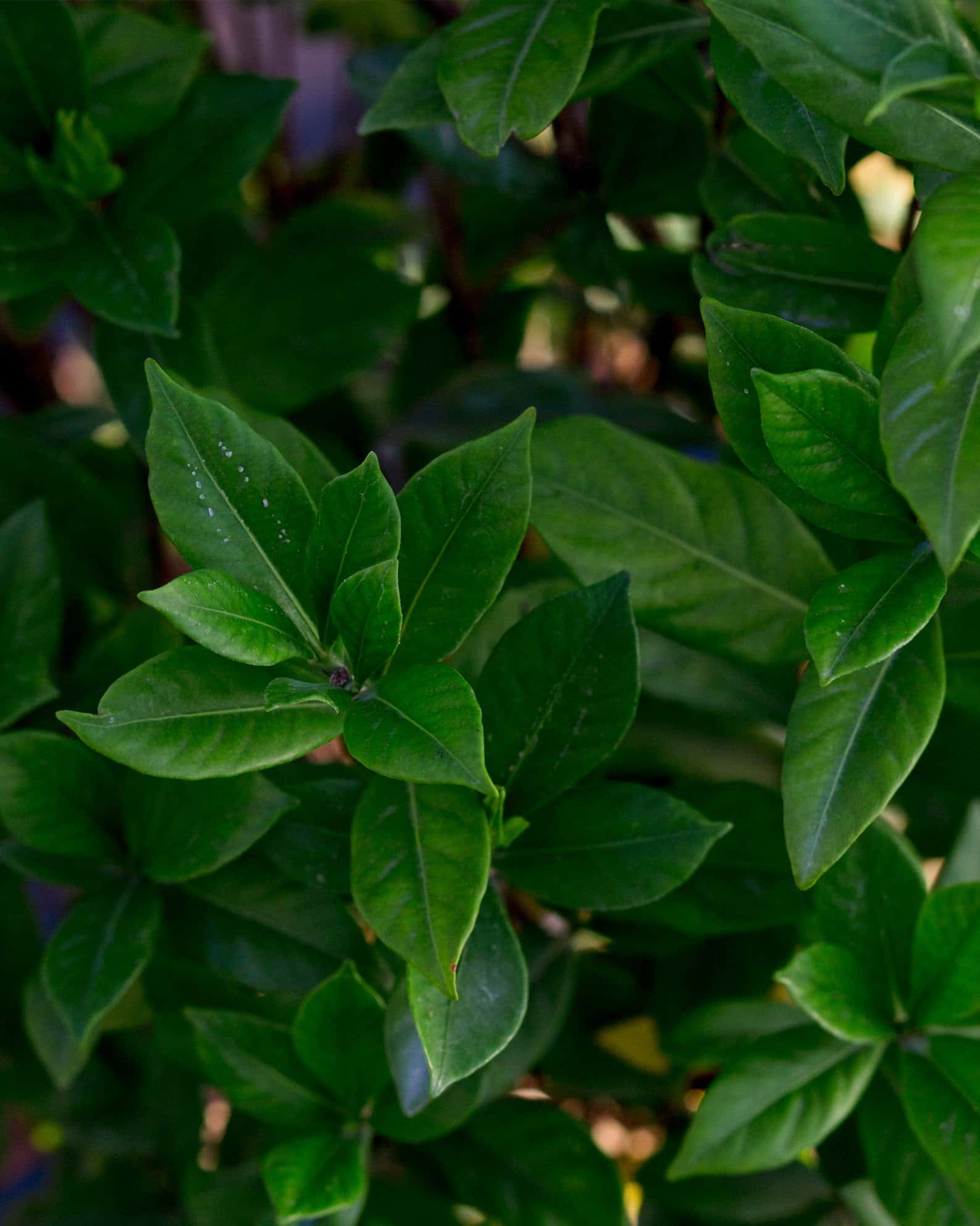 August Beauty Gardenia - Image 5