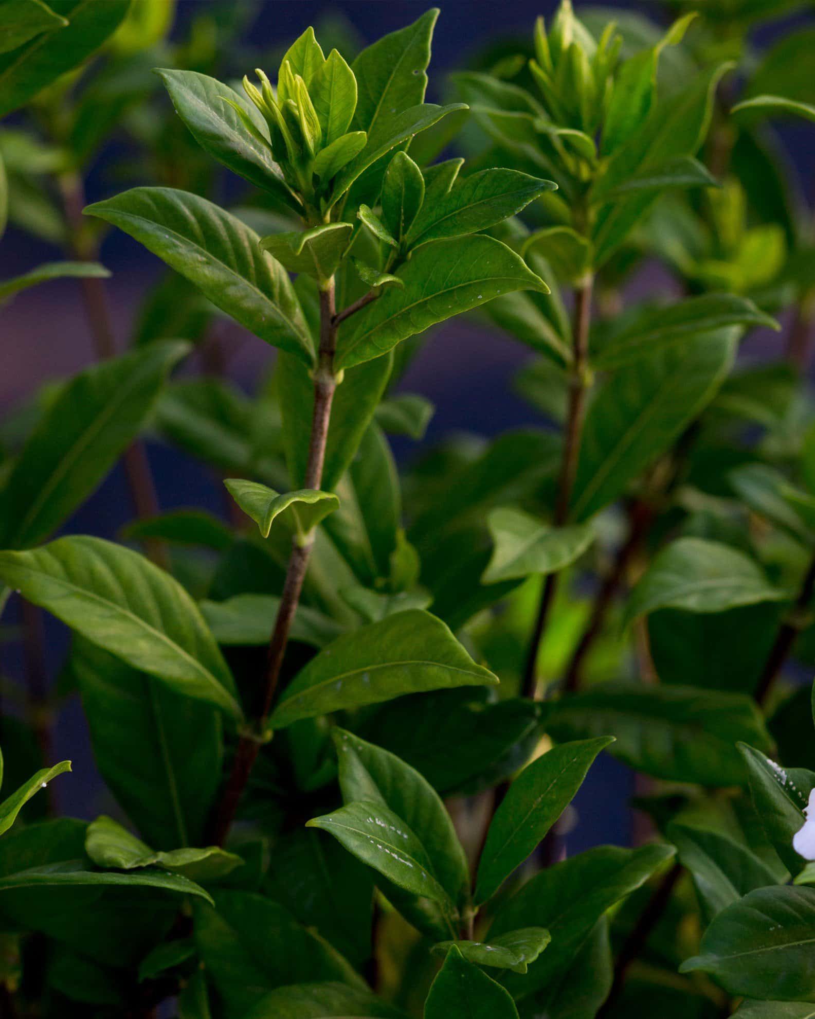 August Beauty Gardenia - Image 6