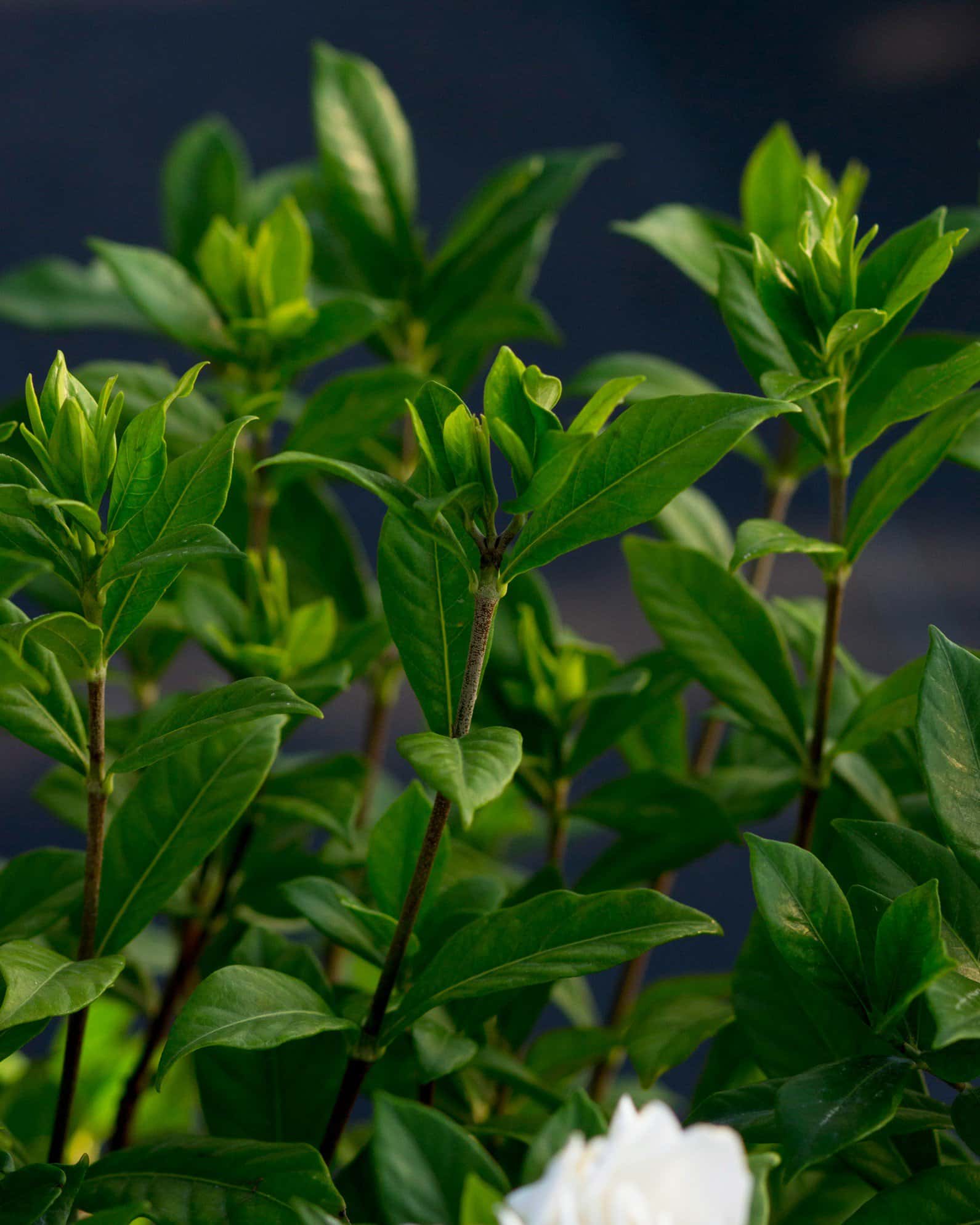 August Beauty Gardenia - Image 7