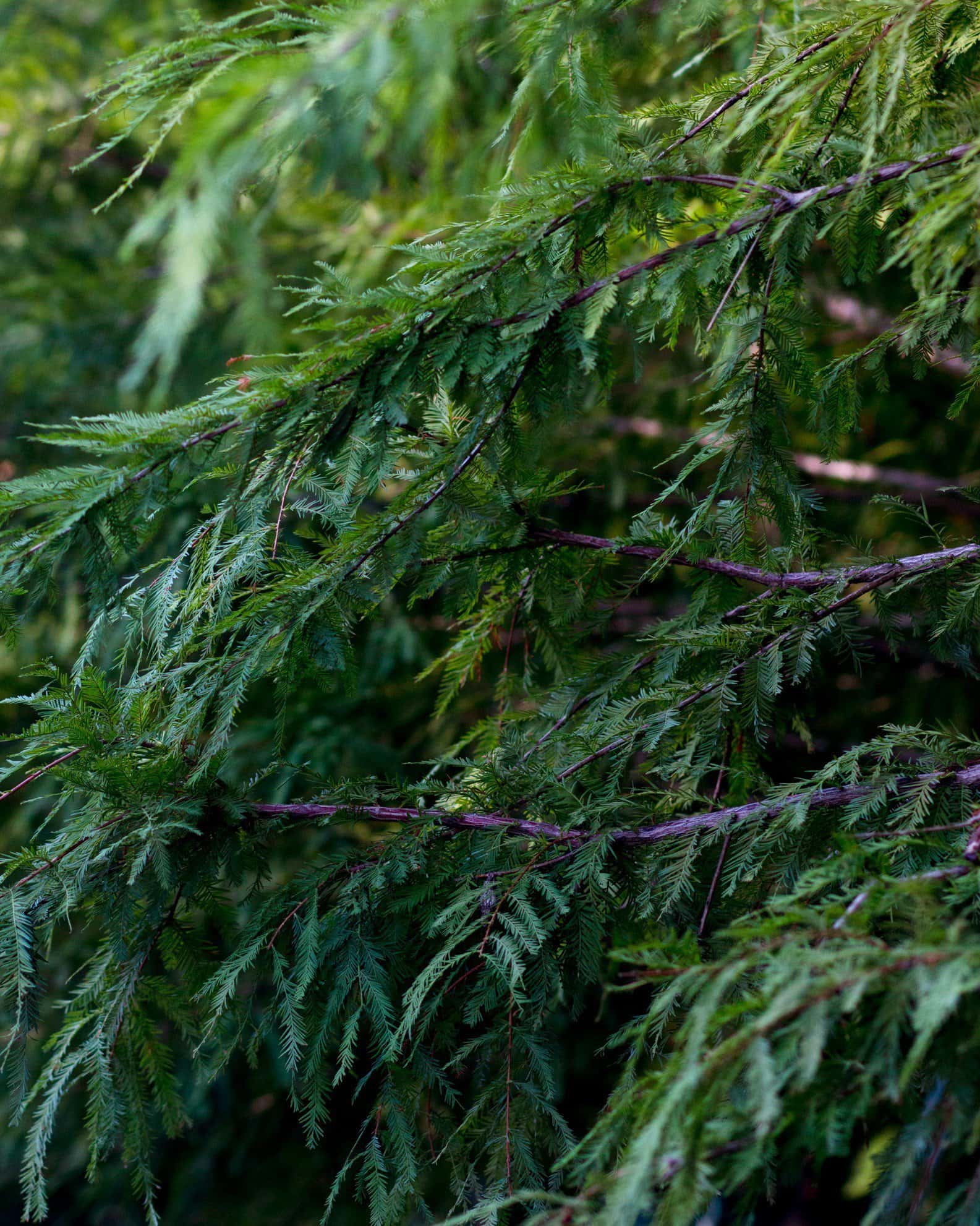 Bald Cypress - Image 7